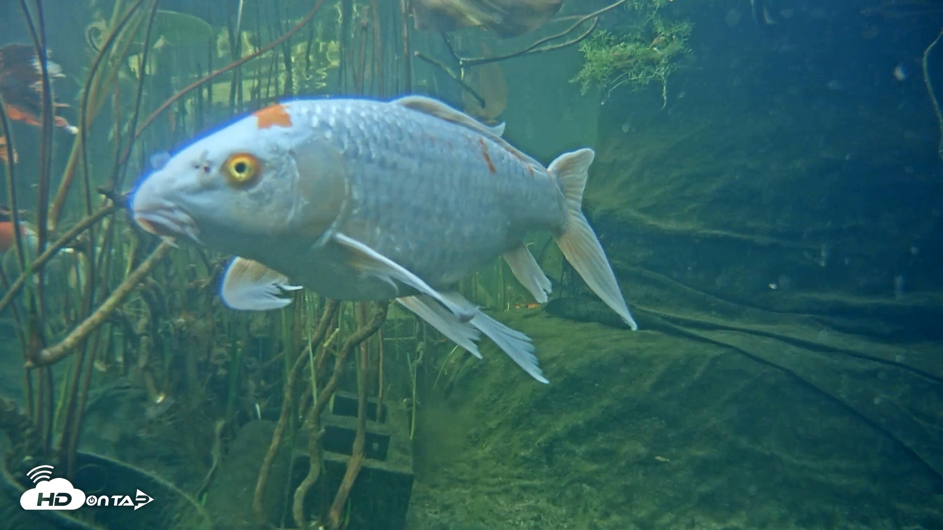 Snapshot of Japanese Koi Pond Live Webcam taken Mar 7, 2025, 2:51pm PST