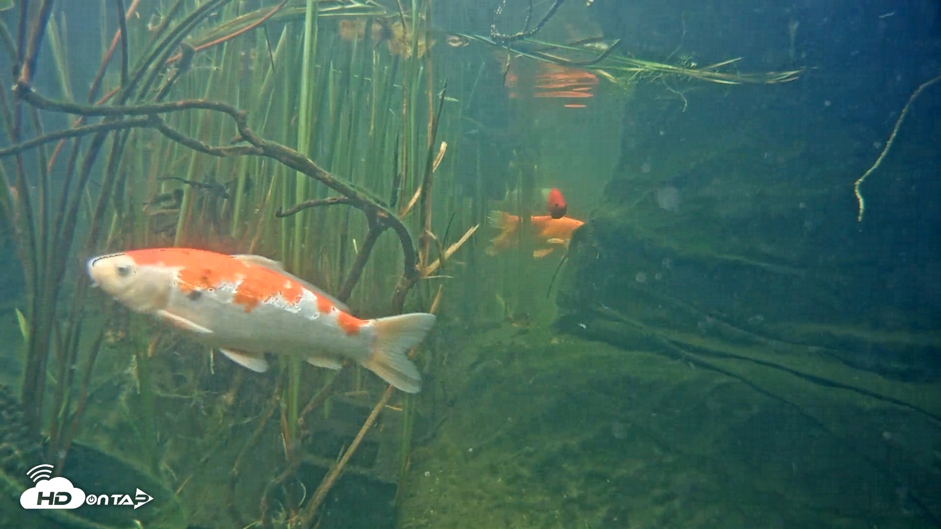 Snapshot of Japanese Koi Pond Live Webcam taken Apr 17, 2025, 5:09pm PDT
