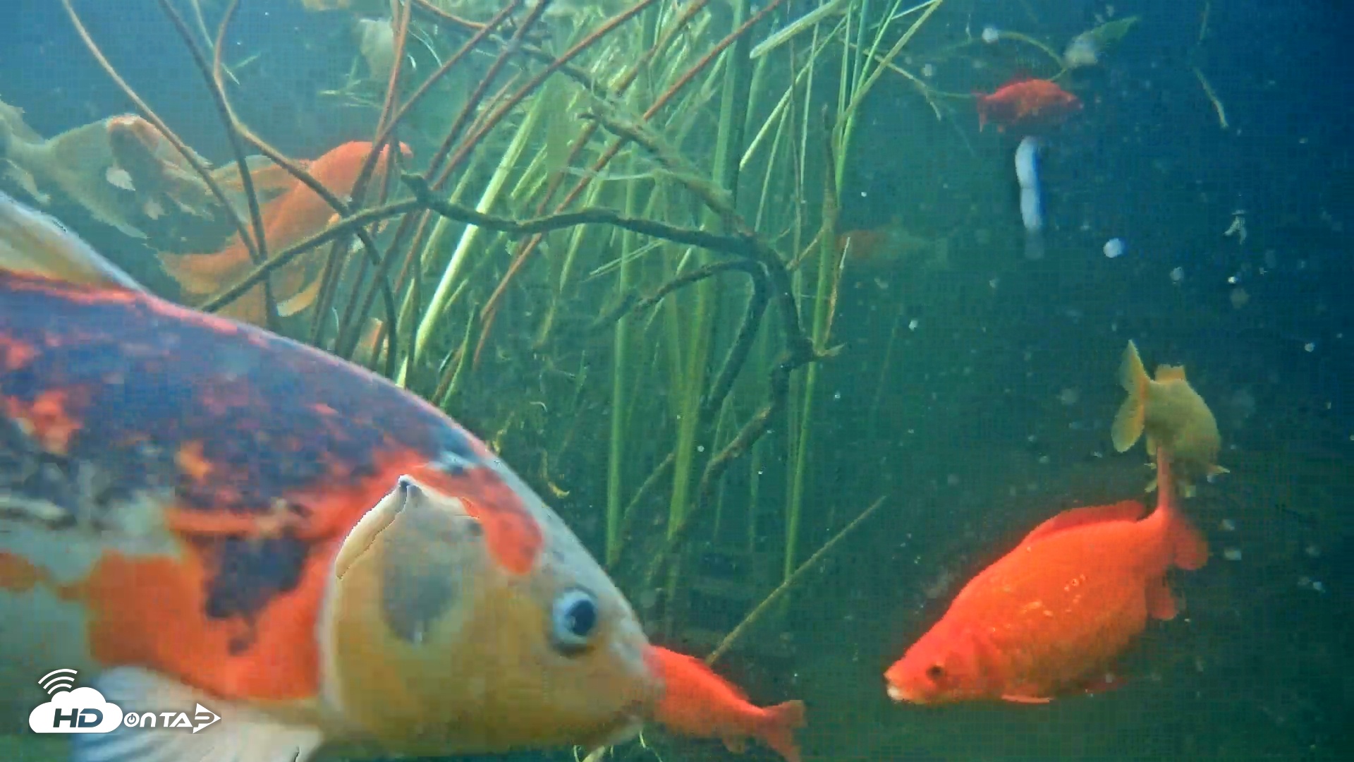 Snapshot of Japanese Koi Pond Live Webcam taken May 21, 2025, 5:59pm PDT