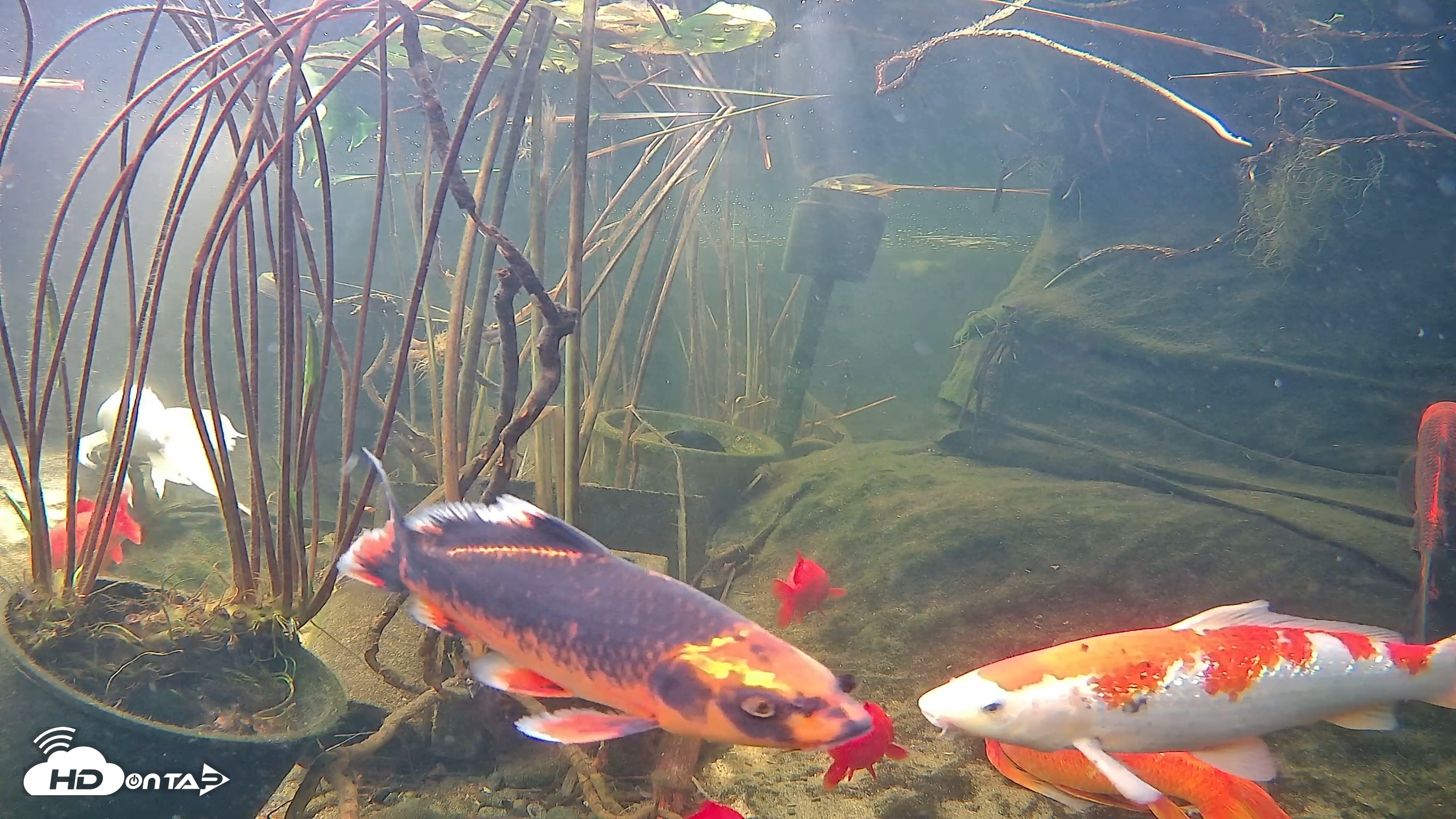 Snapshot of Japanese Koi Pond Live Webcam taken Nov 17, 2025, 9:45am PST