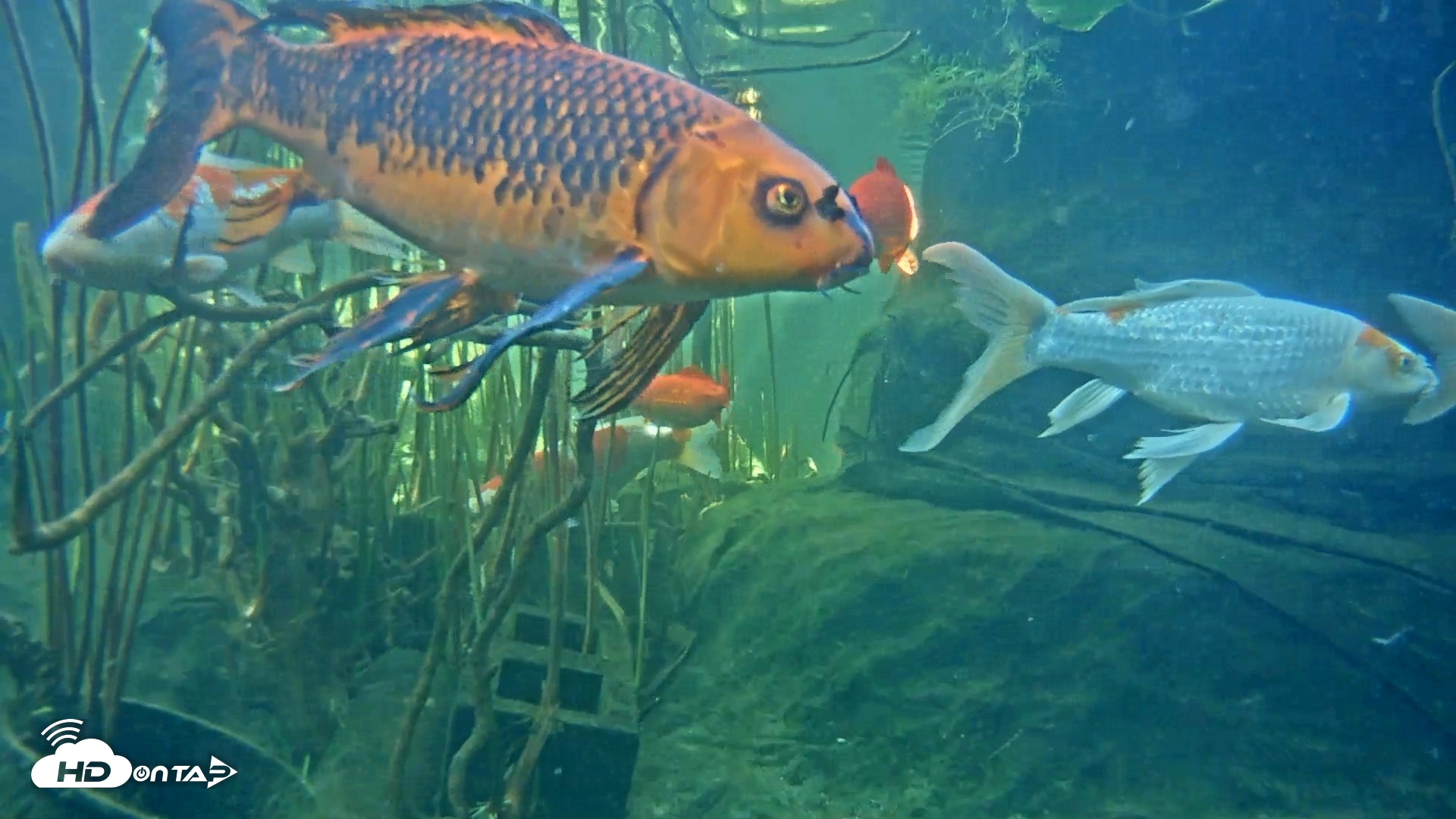 Snapshot of Japanese Koi Pond Live Webcam taken Mar 12, 2025, 2:53pm PDT