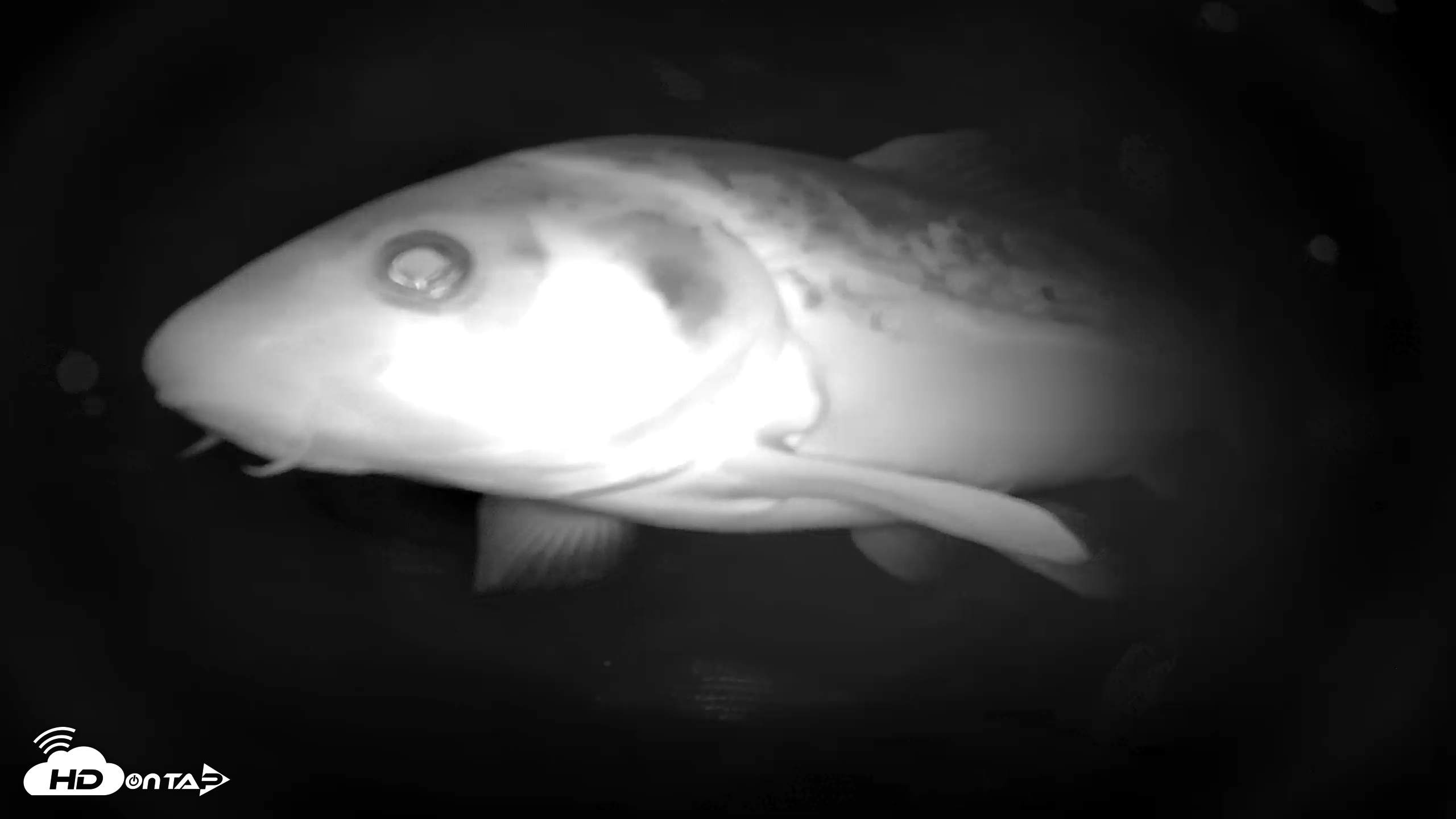 Snapshot of Japanese Koi Pond Live Webcam taken Dec 8, 2025, 2:43am PST