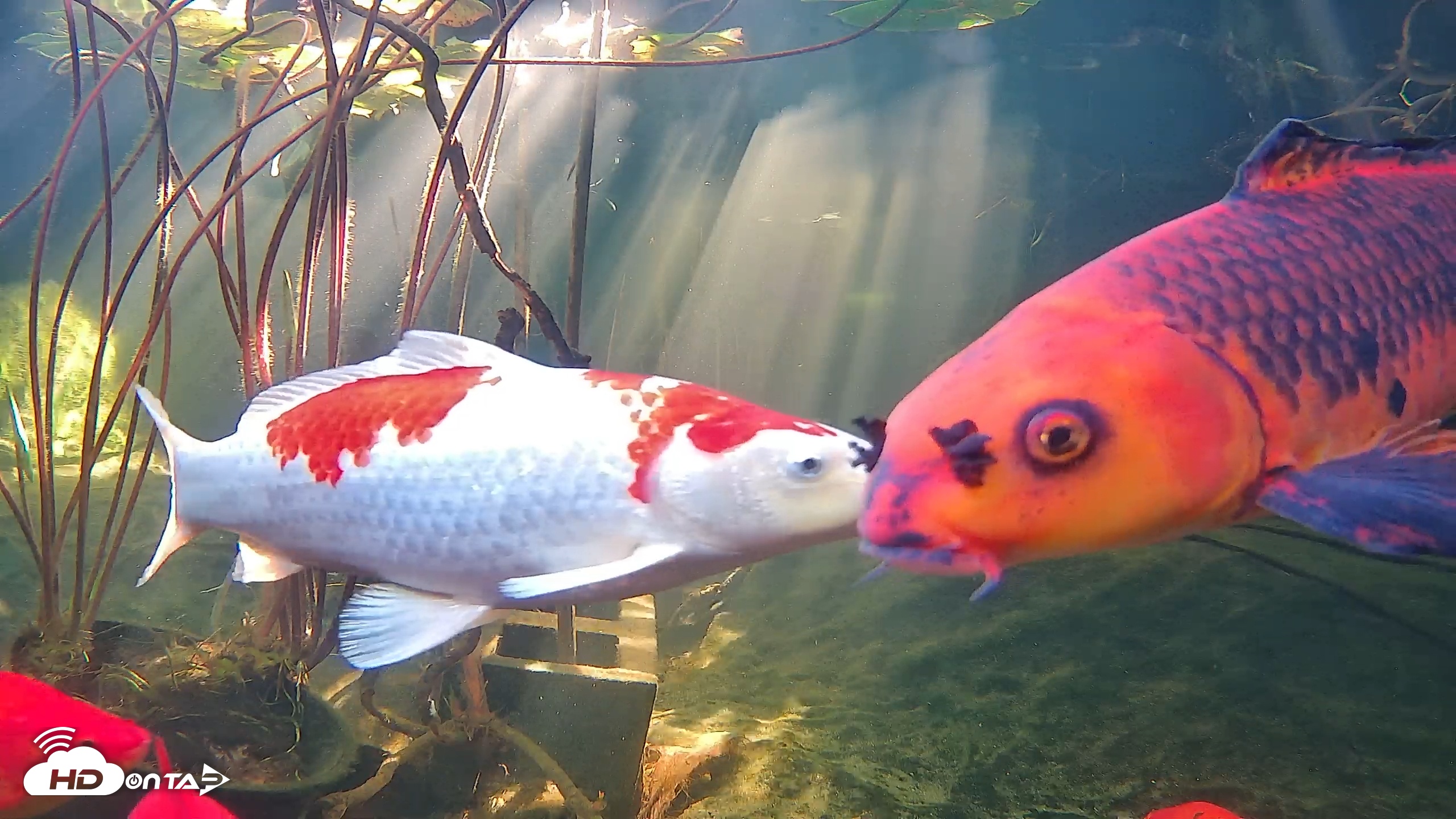 Snapshot of Japanese Koi Pond Live Webcam taken Nov 25, 2025, 11:11am PST