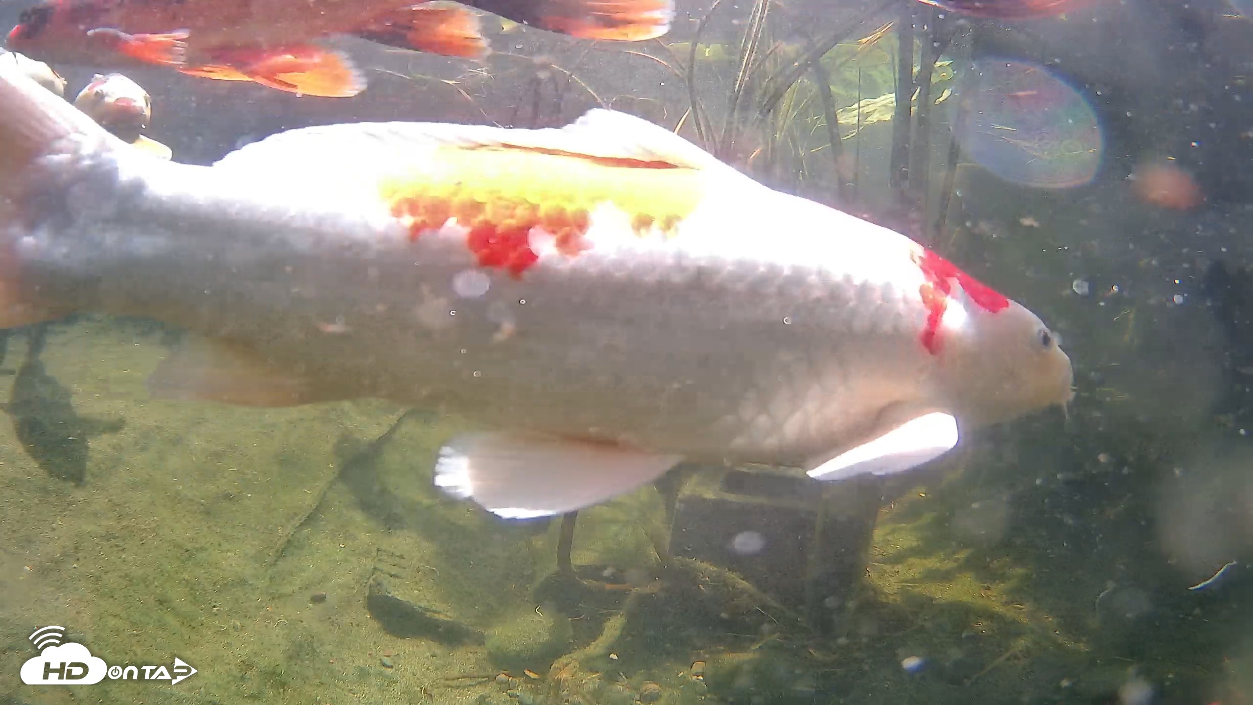 Snapshot of Japanese Koi Pond Live Webcam taken Jul 19, 2026, 12:09pm PDT
