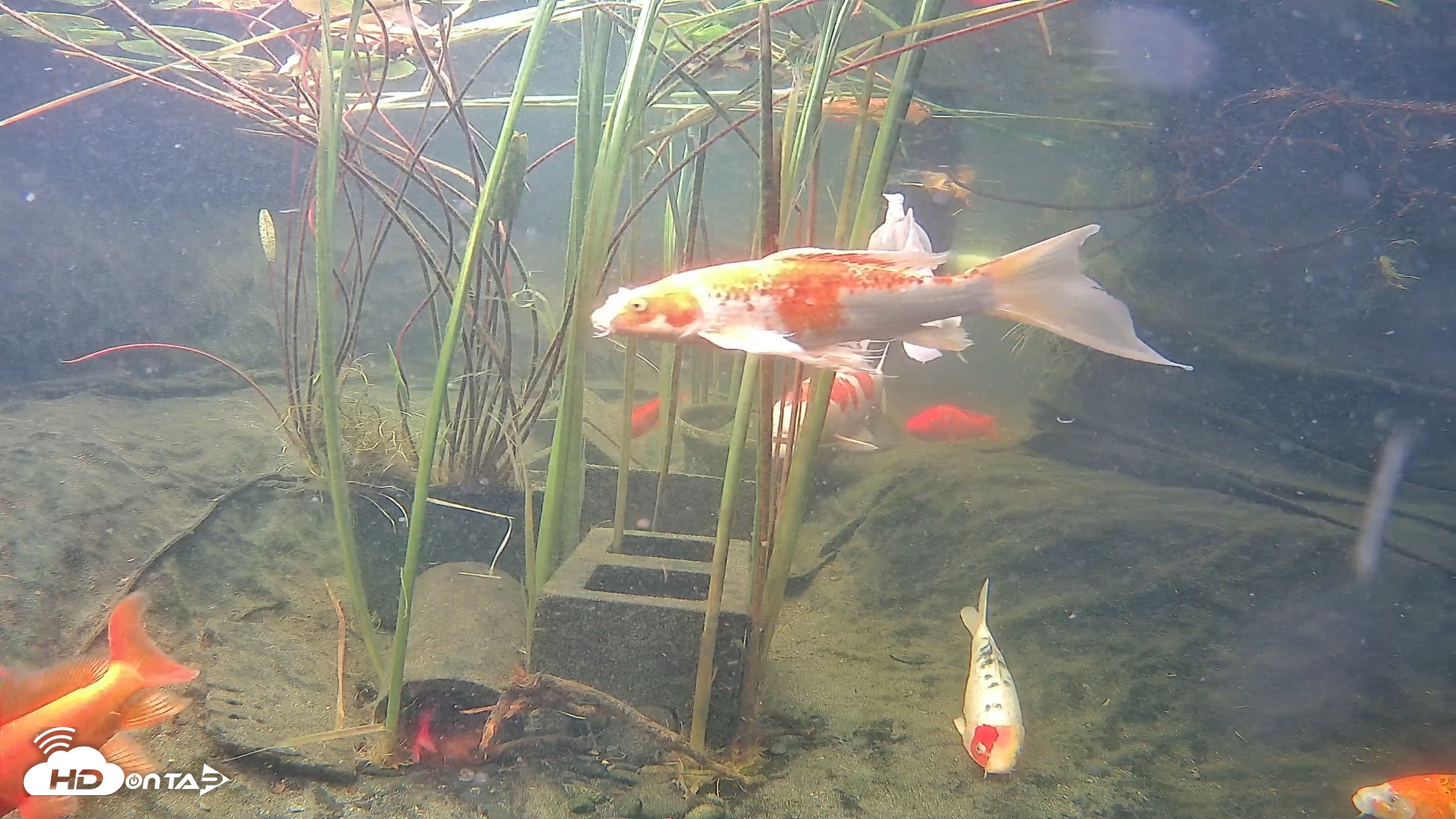 Snapshot of Japanese Koi Pond Live Webcam taken Aug 27, 2026, 2:22pm PDT