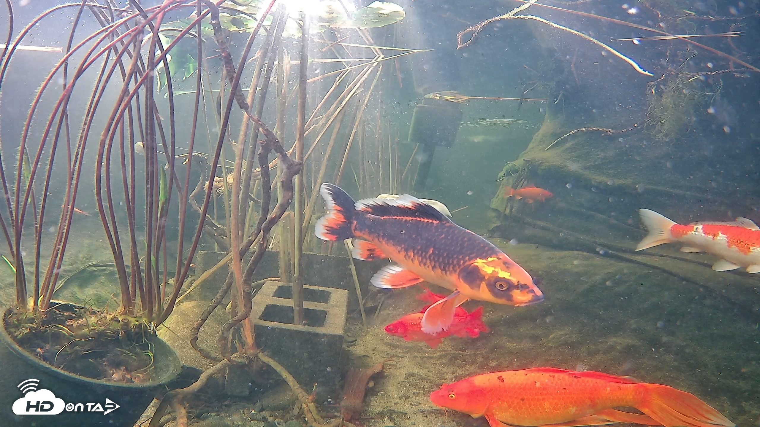 Snapshot of Japanese Koi Pond Live Webcam taken Nov 17, 2025, 9:15am PST