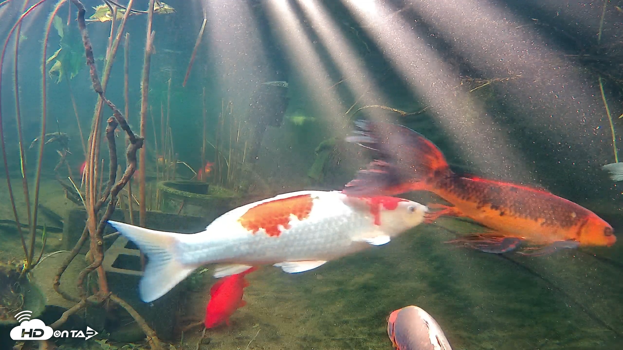Snapshot of Japanese Koi Pond Live Webcam taken Jan 5, 2026, 9:21am PST