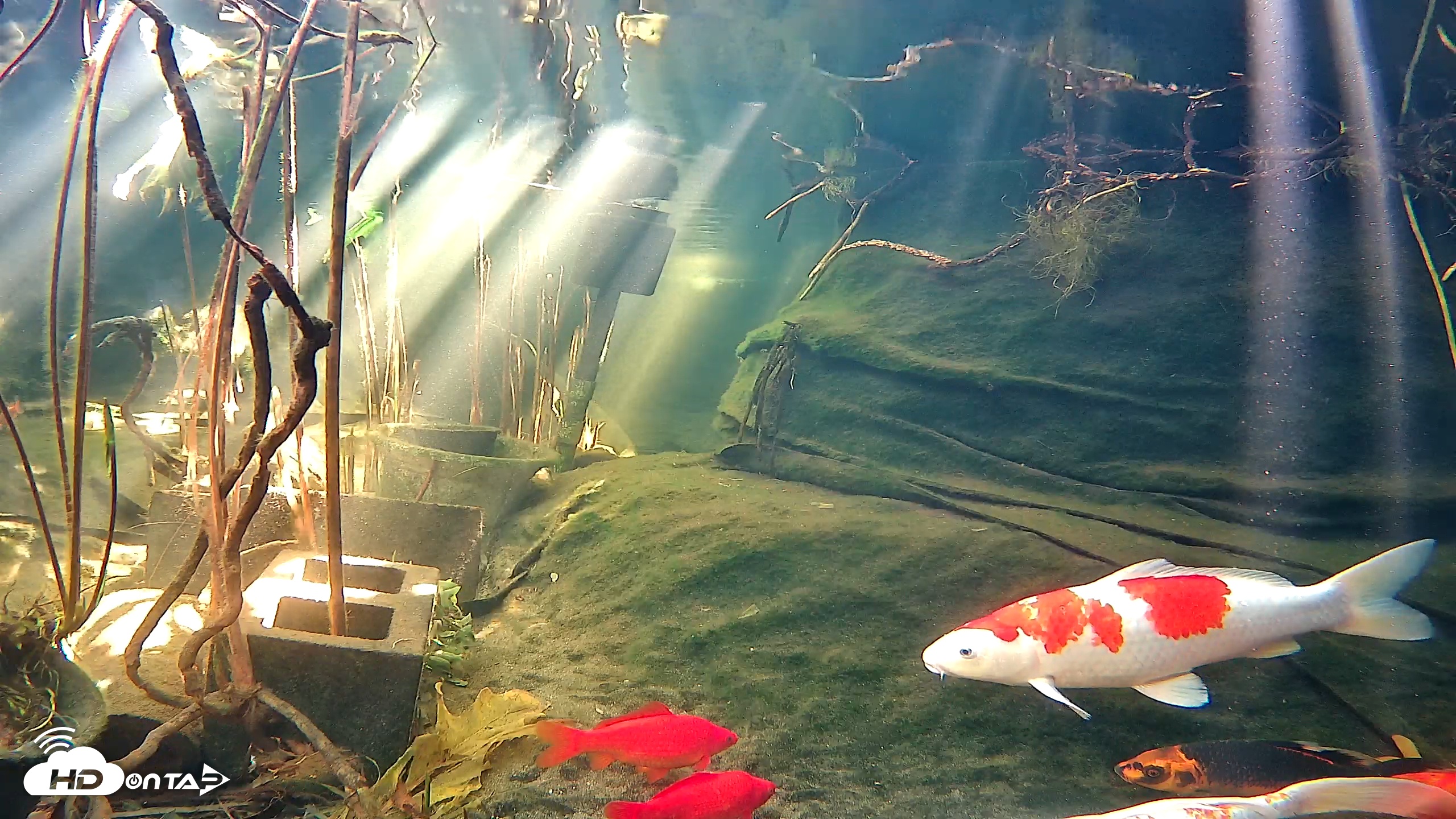 Snapshot of Japanese Koi Pond Live Webcam taken Jan 13, 2026, 12:23pm PST