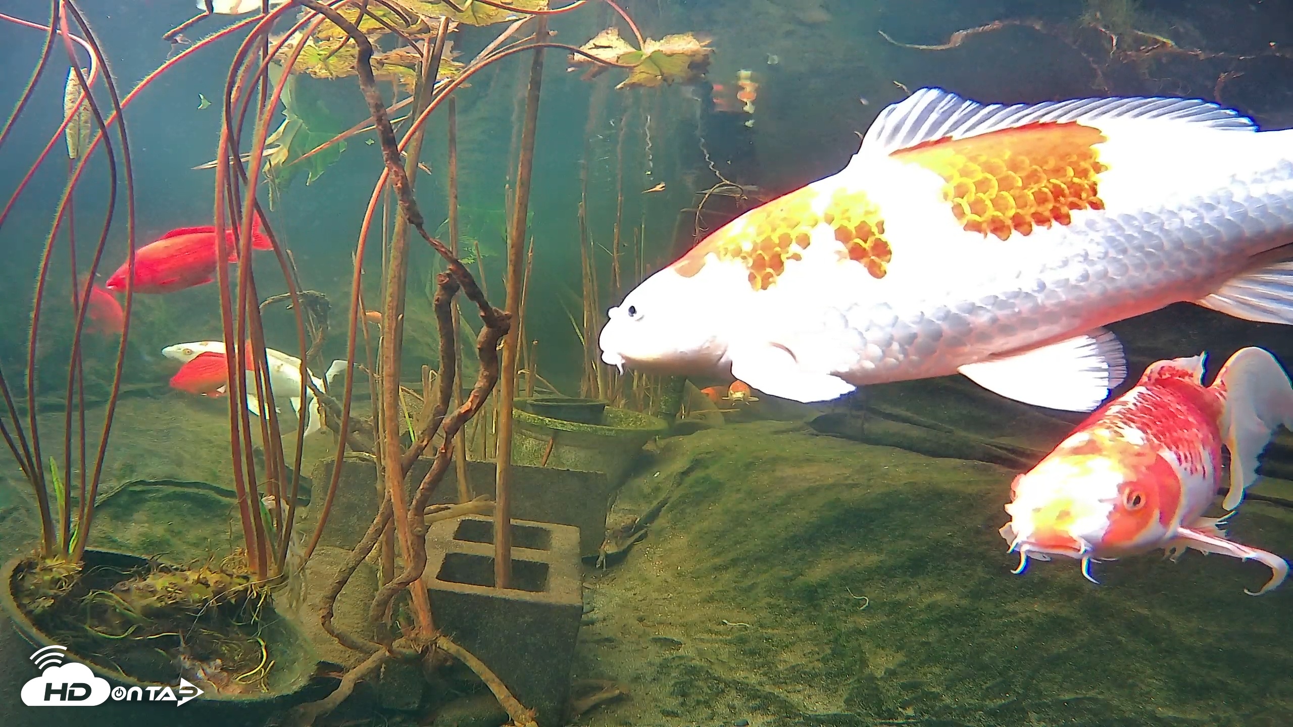 Snapshot of Japanese Koi Pond Live Webcam taken Dec 16, 2025, 3:01pm PST