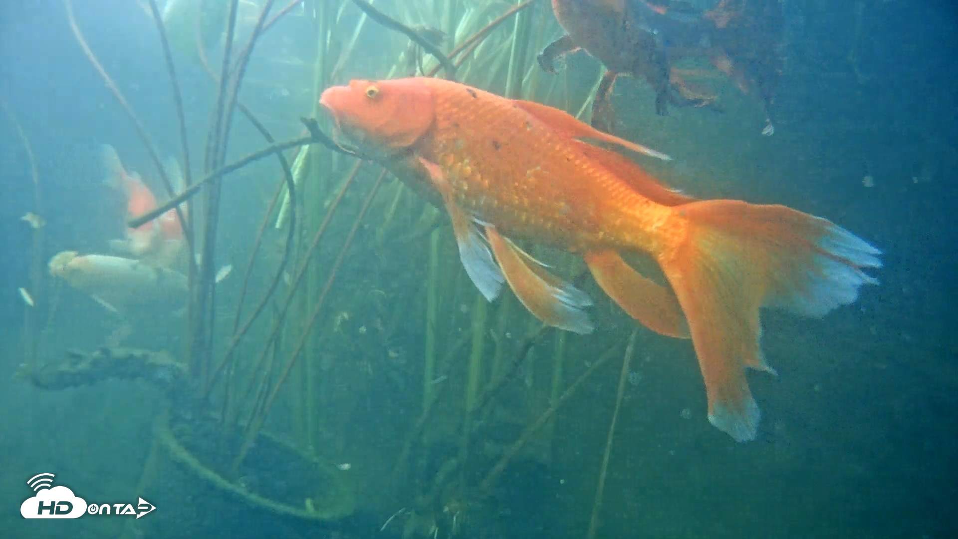 Snapshot of Japanese Koi Pond Live Webcam taken May 18, 2025, 5:45pm PDT