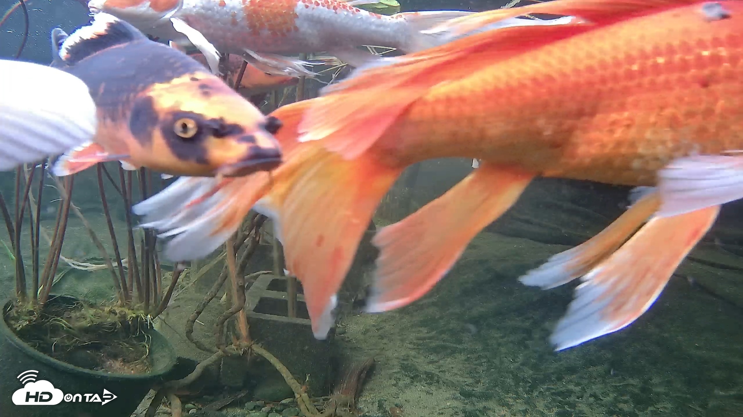Snapshot of Japanese Koi Pond Live Webcam taken Nov 18, 2025, 3:22pm PST