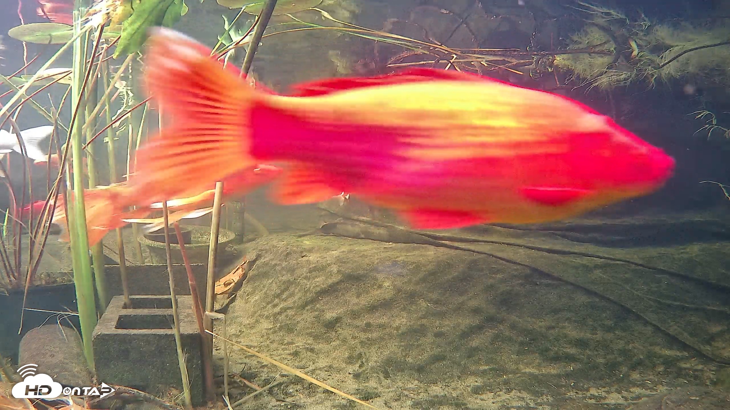 Snapshot of Japanese Koi Pond Live Webcam taken Oct 12, 2026, 5:17pm PDT