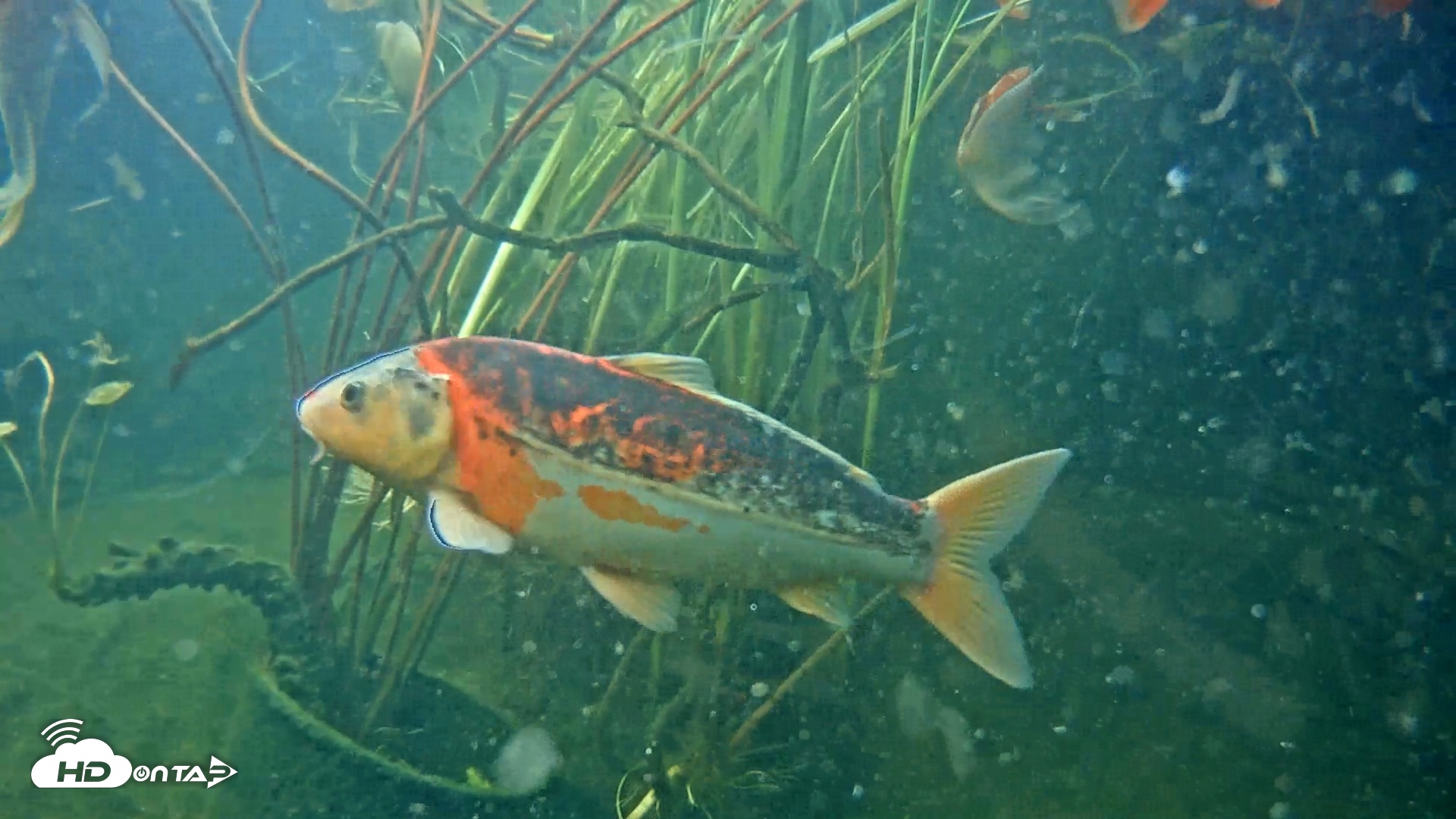 Snapshot of Japanese Koi Pond Live Webcam taken May 21, 2025, 6:02pm PDT