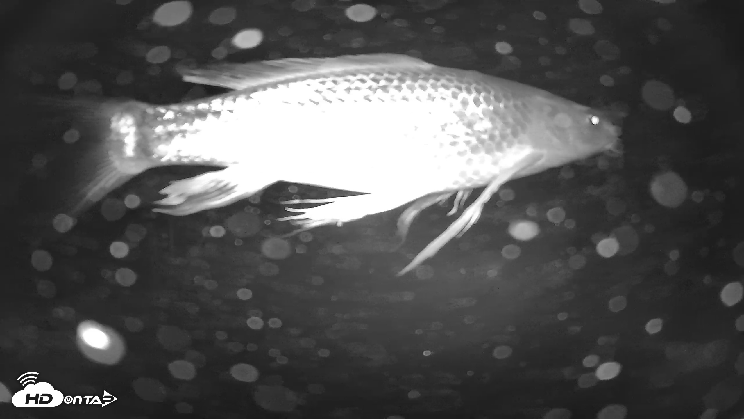 Snapshot of Japanese Koi Pond Live Webcam taken Nov 29, 2025, 8:54pm PST