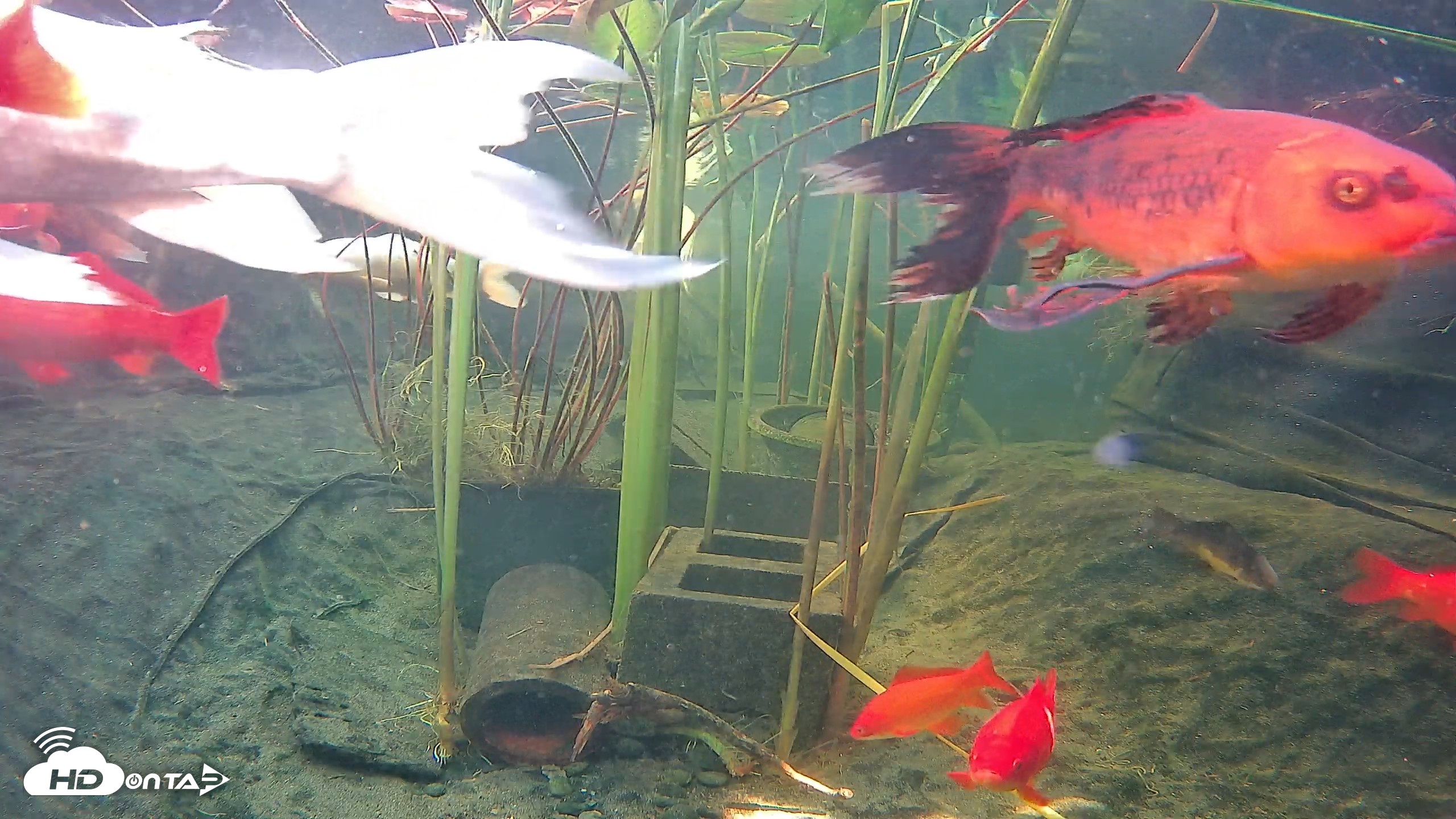 Snapshot of Japanese Koi Pond Live Webcam taken Sep 18, 2026, 3:40pm PDT