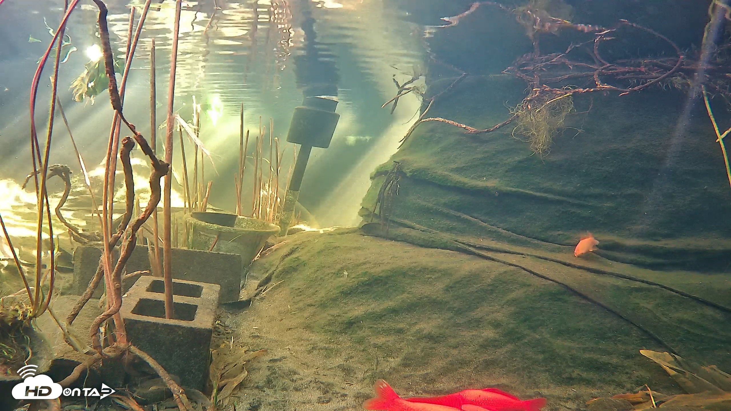 Snapshot of Japanese Koi Pond Live Webcam taken Jan 26, 2026, 1:42pm PST