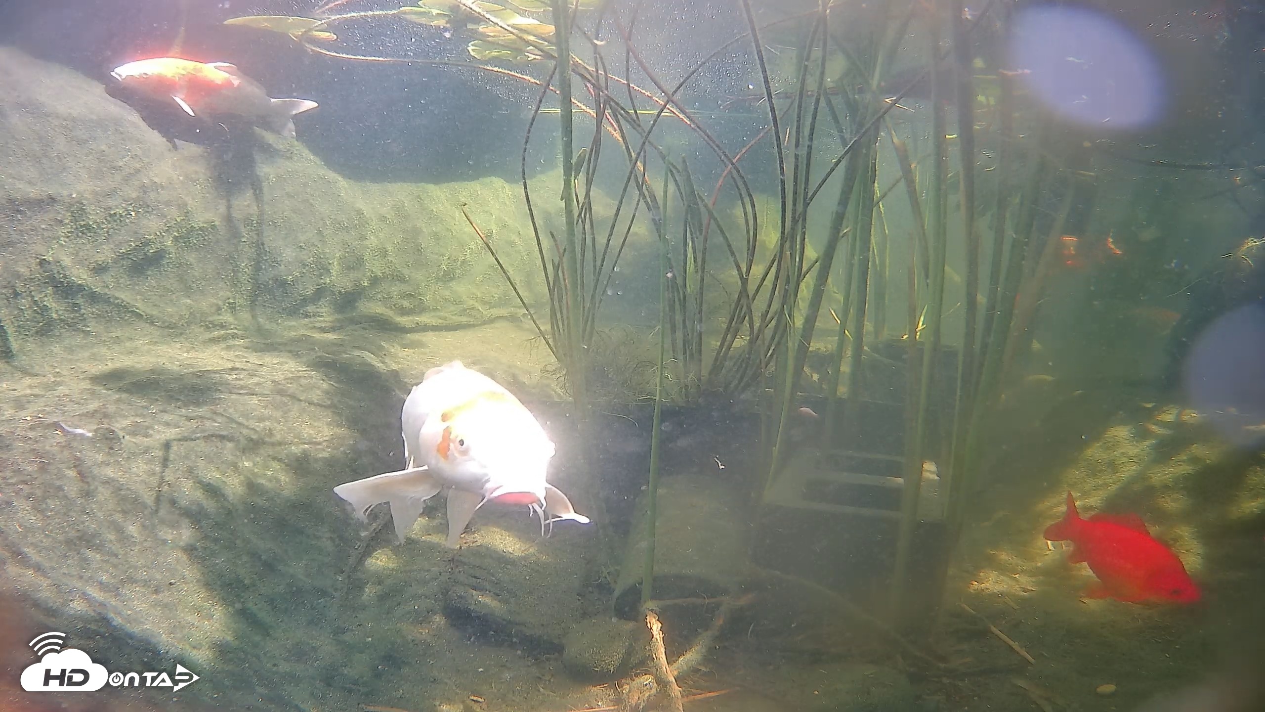 Snapshot of Japanese Koi Pond Live Webcam taken Aug 6, 2026, 2:12pm PDT