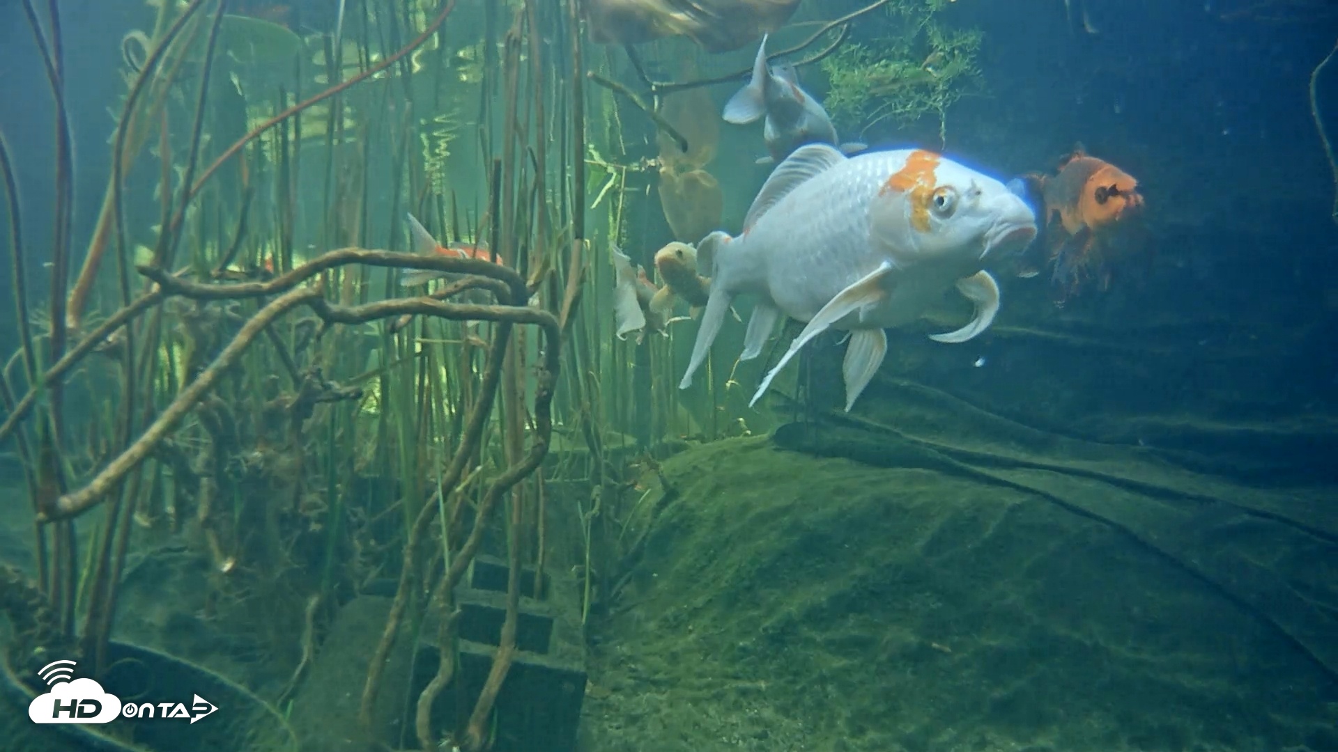 Snapshot of Japanese Koi Pond Live Webcam taken Mar 7, 2025, 2:40pm PST