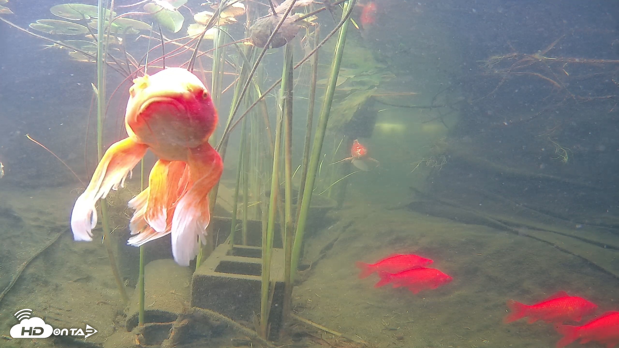 Snapshot of Japanese Koi Pond Live Webcam taken Aug 10, 2026, 8:33am PDT