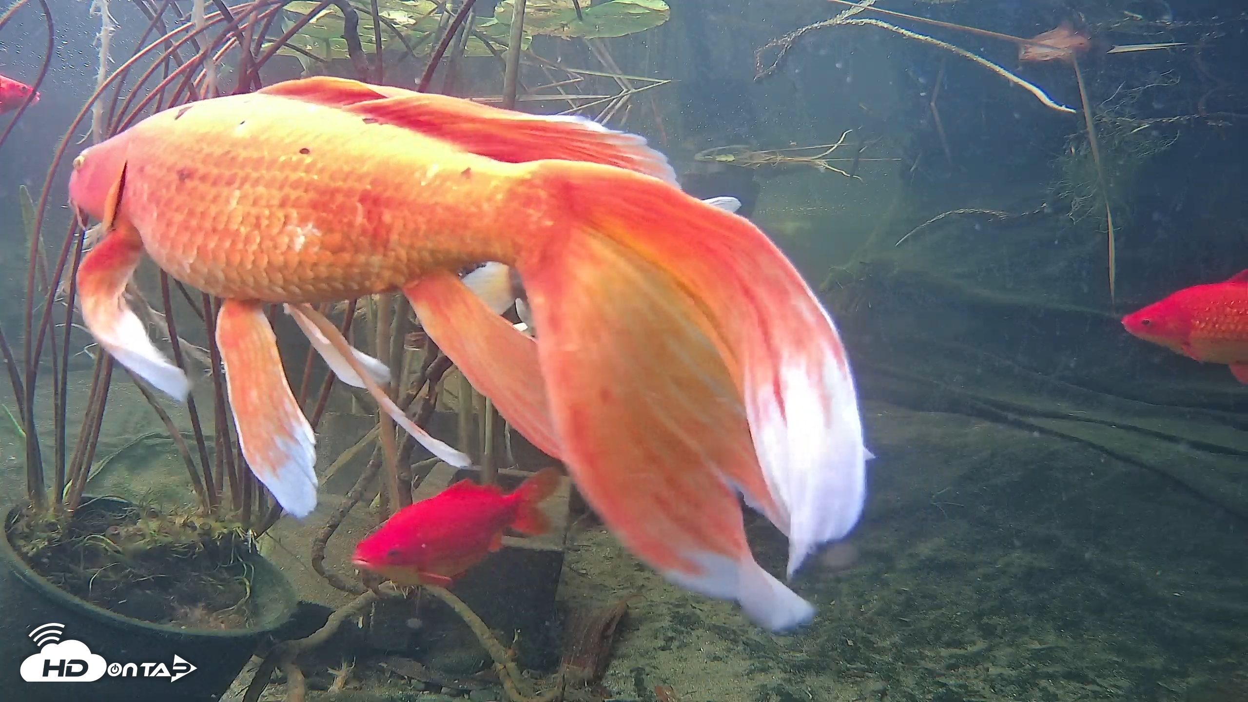 Snapshot of Japanese Koi Pond Live Webcam taken Nov 18, 2025, 2:13pm PST