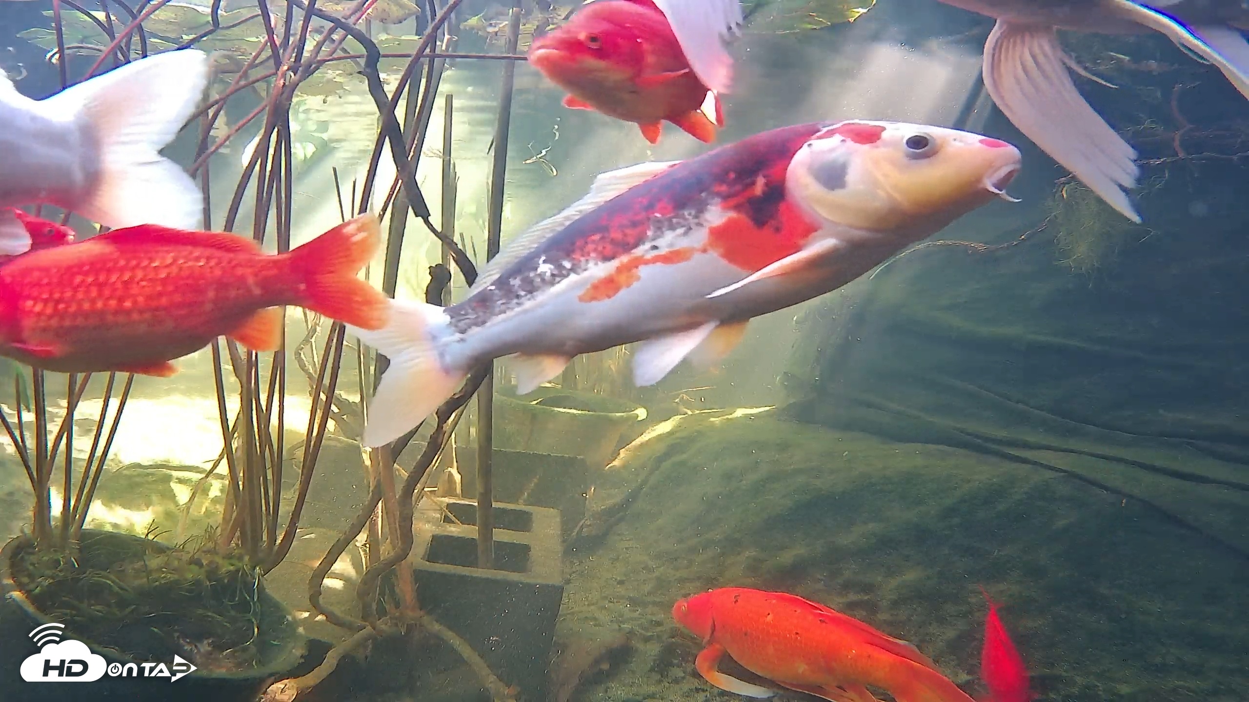 Snapshot of Japanese Koi Pond Live Webcam taken Nov 25, 2025, 12:33pm PST