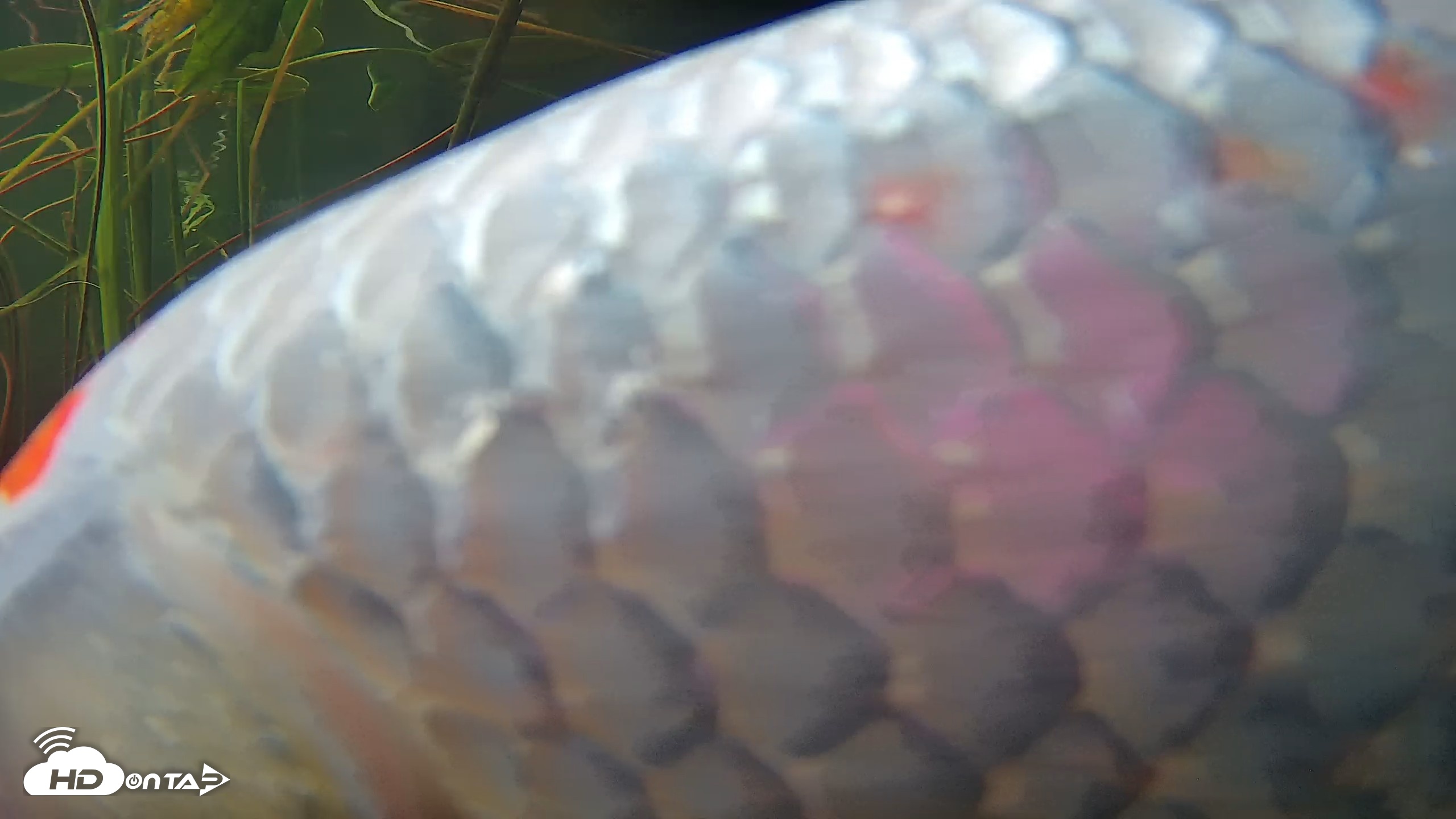 Snapshot of Japanese Koi Pond Live Webcam taken Oct 14, 2026, 8:39am PDT