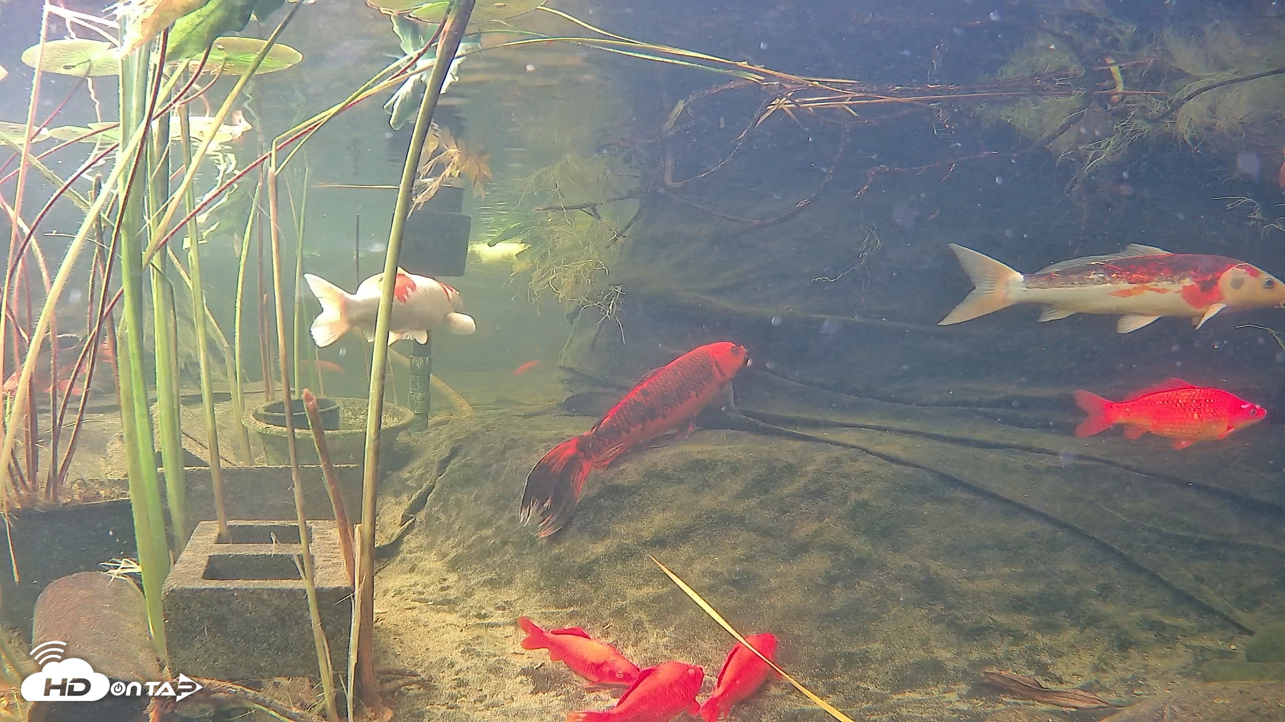 Snapshot of Japanese Koi Pond Live Webcam taken Oct 11, 2026, 12:11pm PDT
