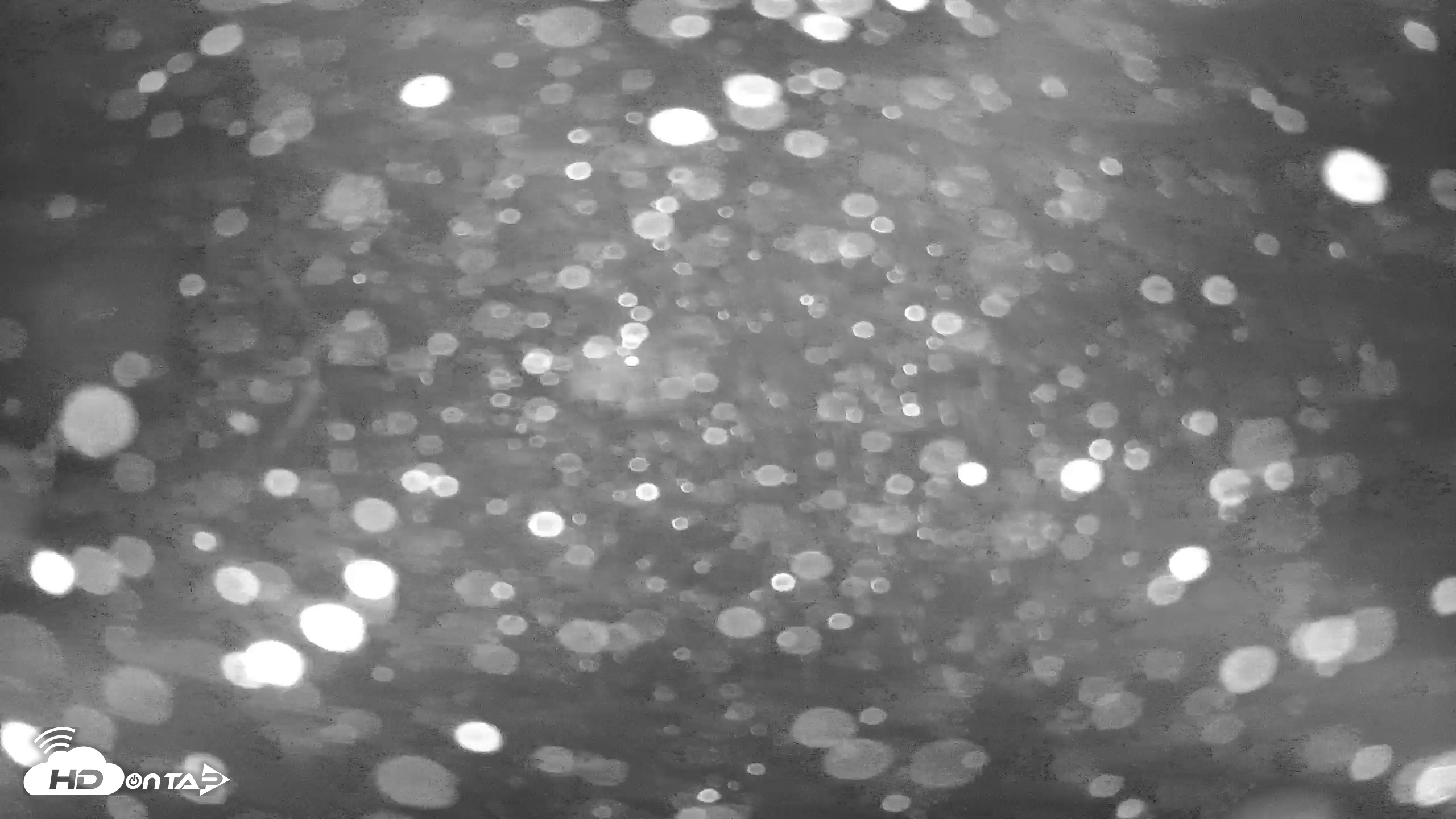 Snapshot of Japanese Koi Pond Live Webcam taken Jan 28, 2026, 4:37am PST