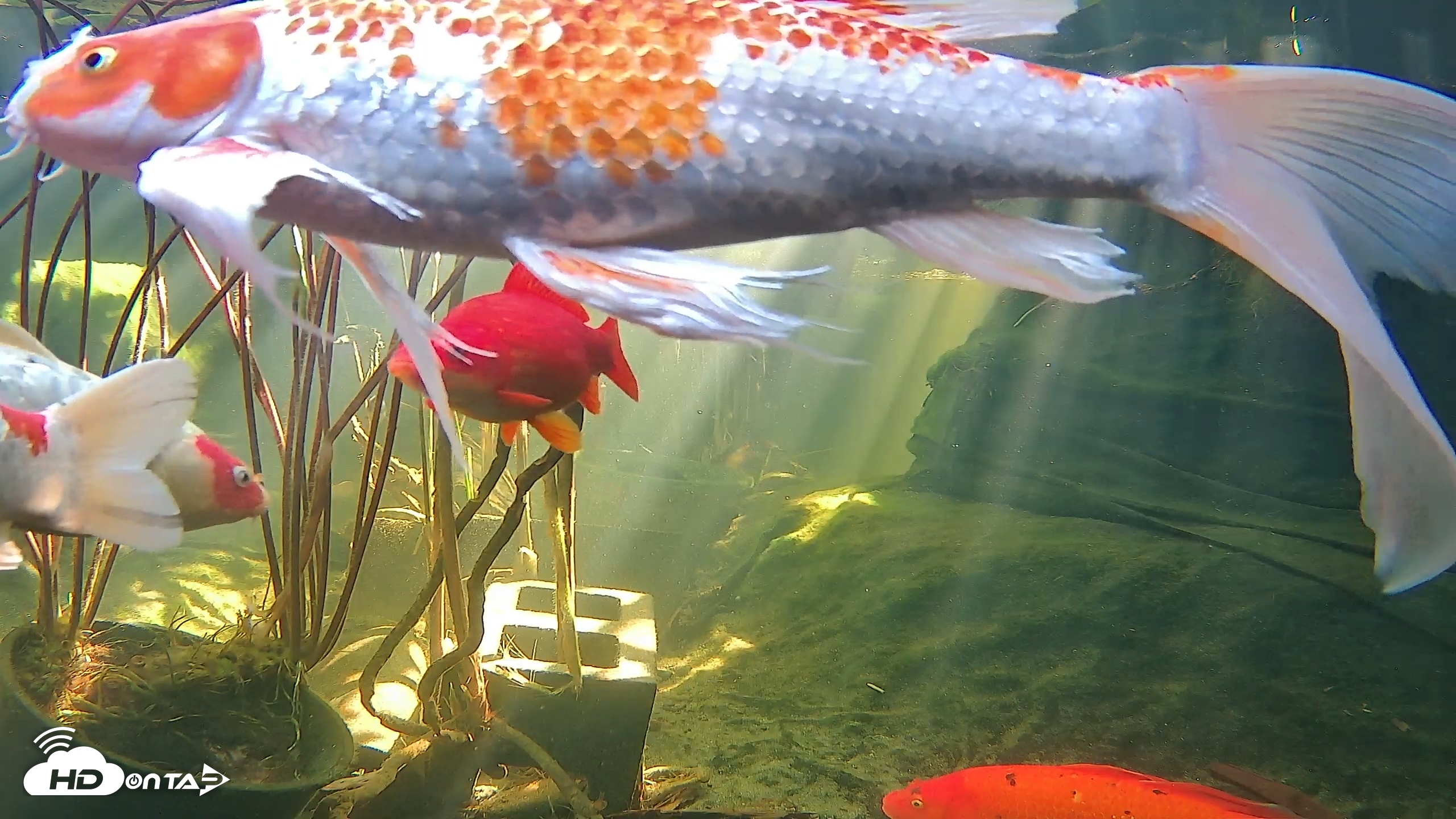 Snapshot of Japanese Koi Pond Live Webcam taken Nov 26, 2025, 11:57am PST