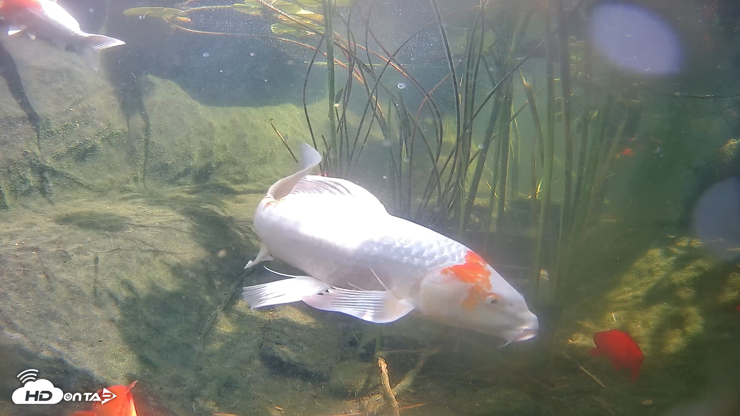 Snapshot of Japanese Koi Pond Live Webcam taken Aug 6, 2026, 2:12pm PDT