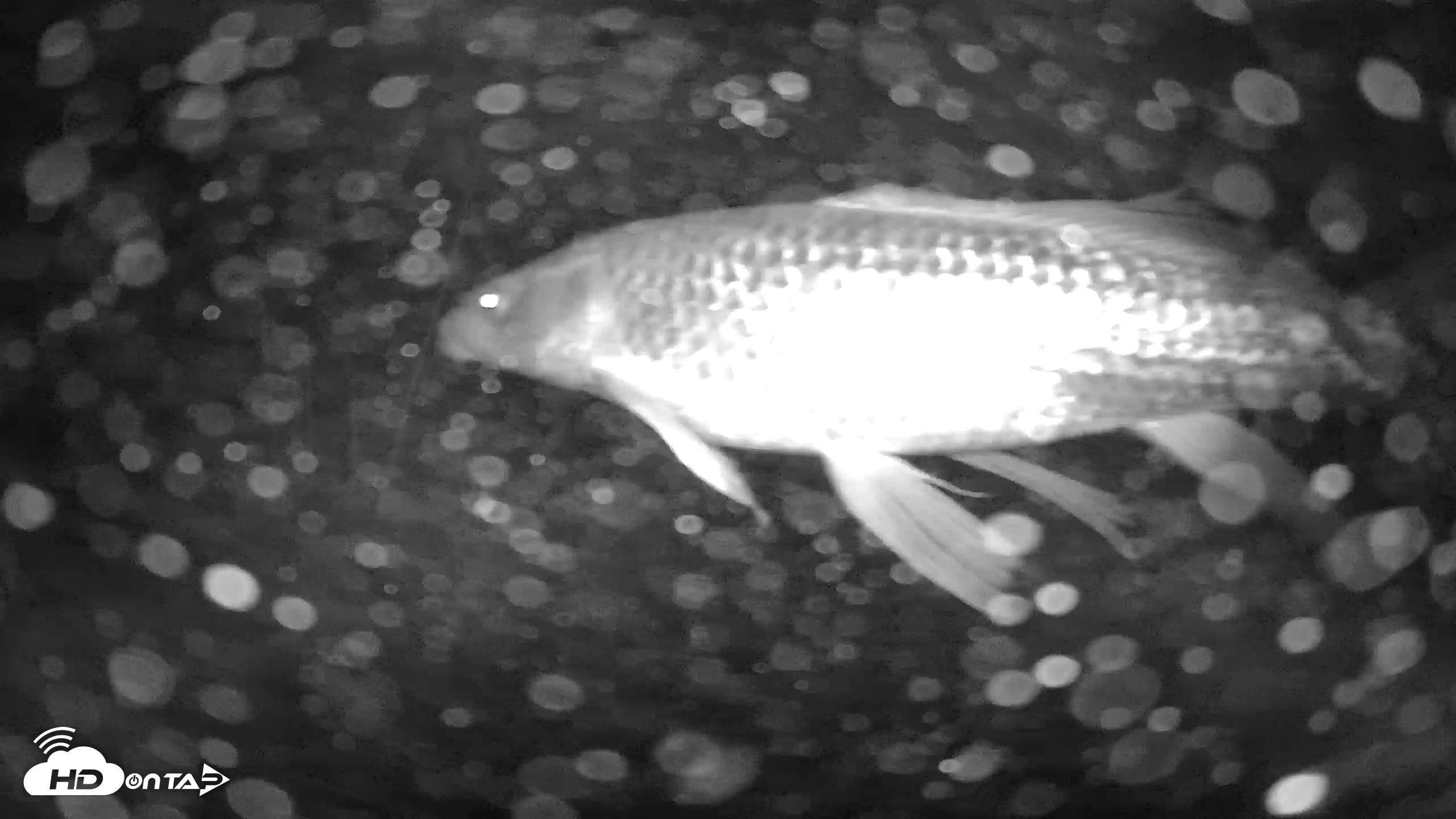 Snapshot of Japanese Koi Pond Live Webcam taken Dec 5, 2025, 9:48pm PST