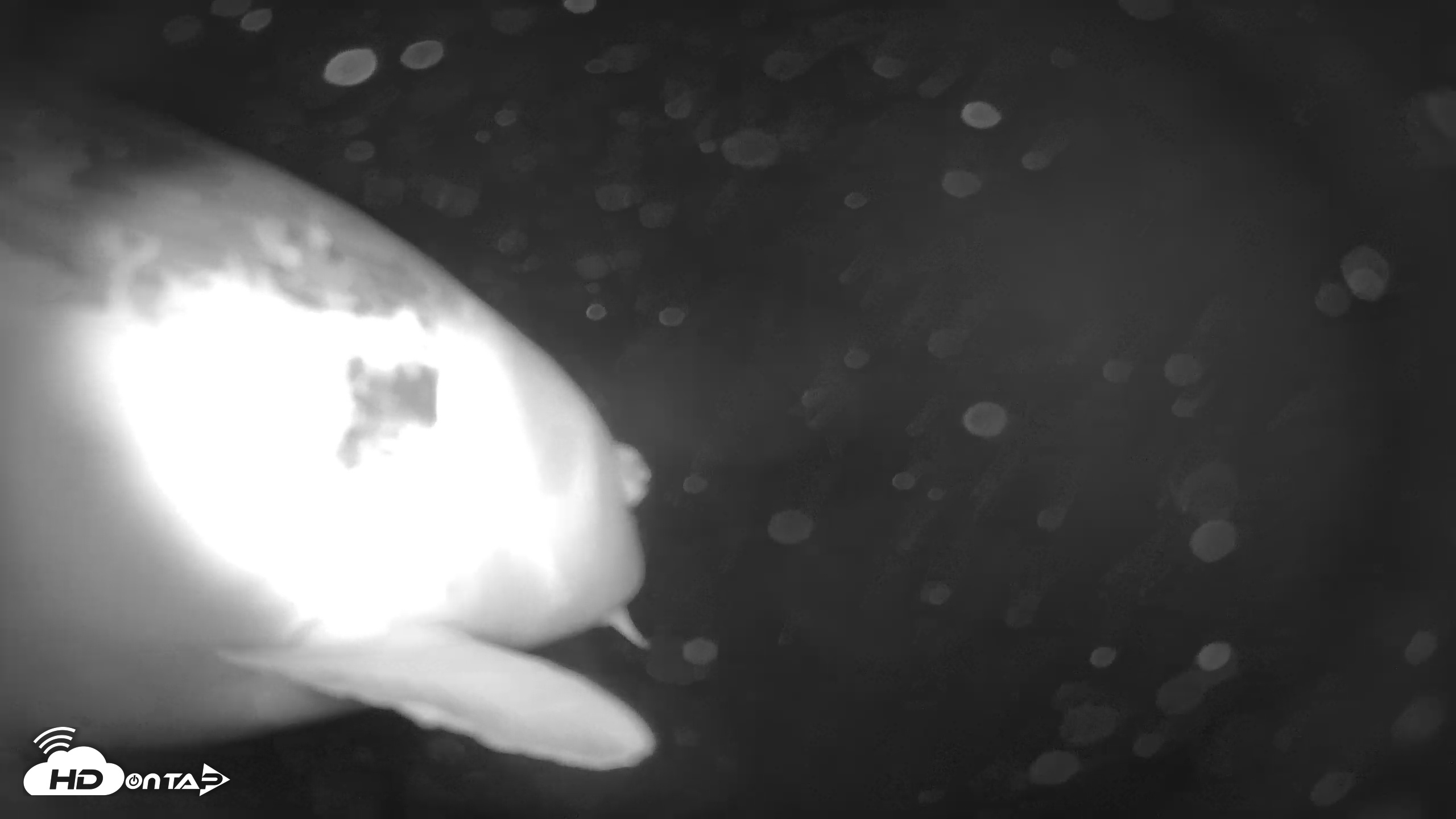 Snapshot of Japanese Koi Pond Live Webcam taken Jan 29, 2026, 5:29am PST