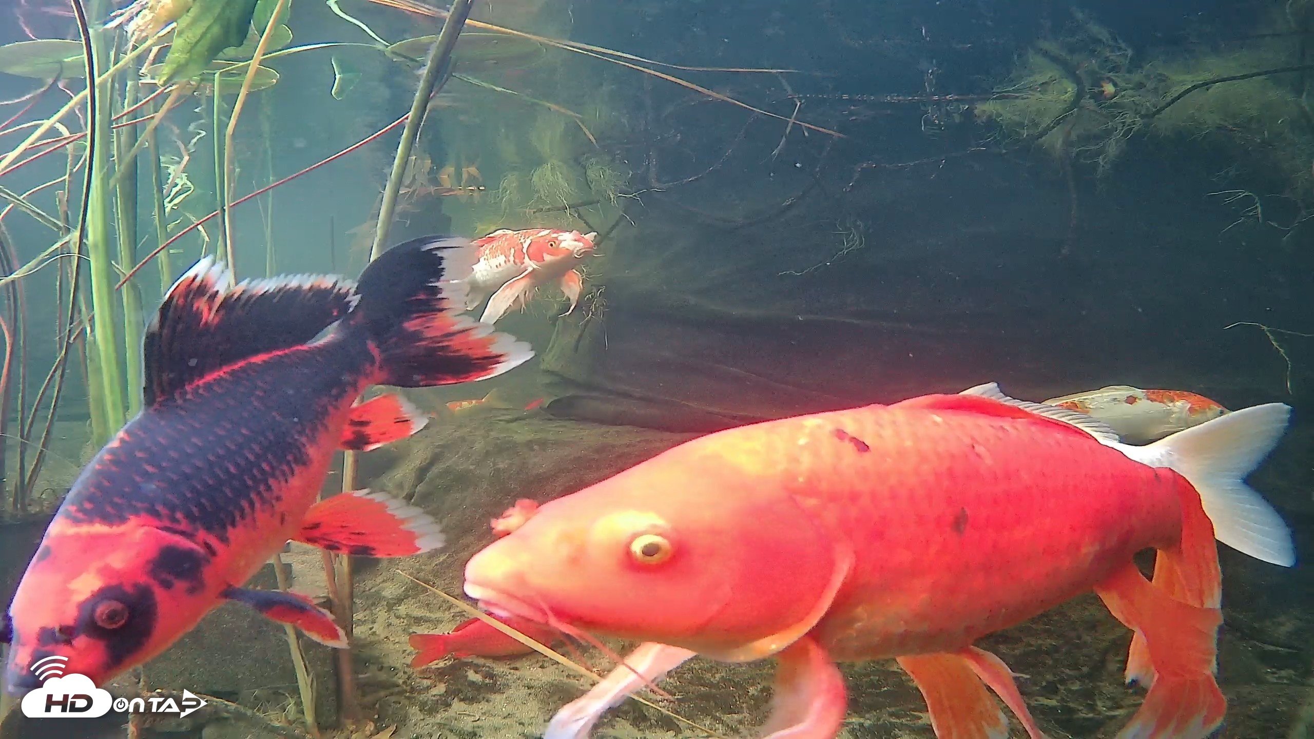 Snapshot of Japanese Koi Pond Live Webcam taken Oct 14, 2026, 8:44am PDT