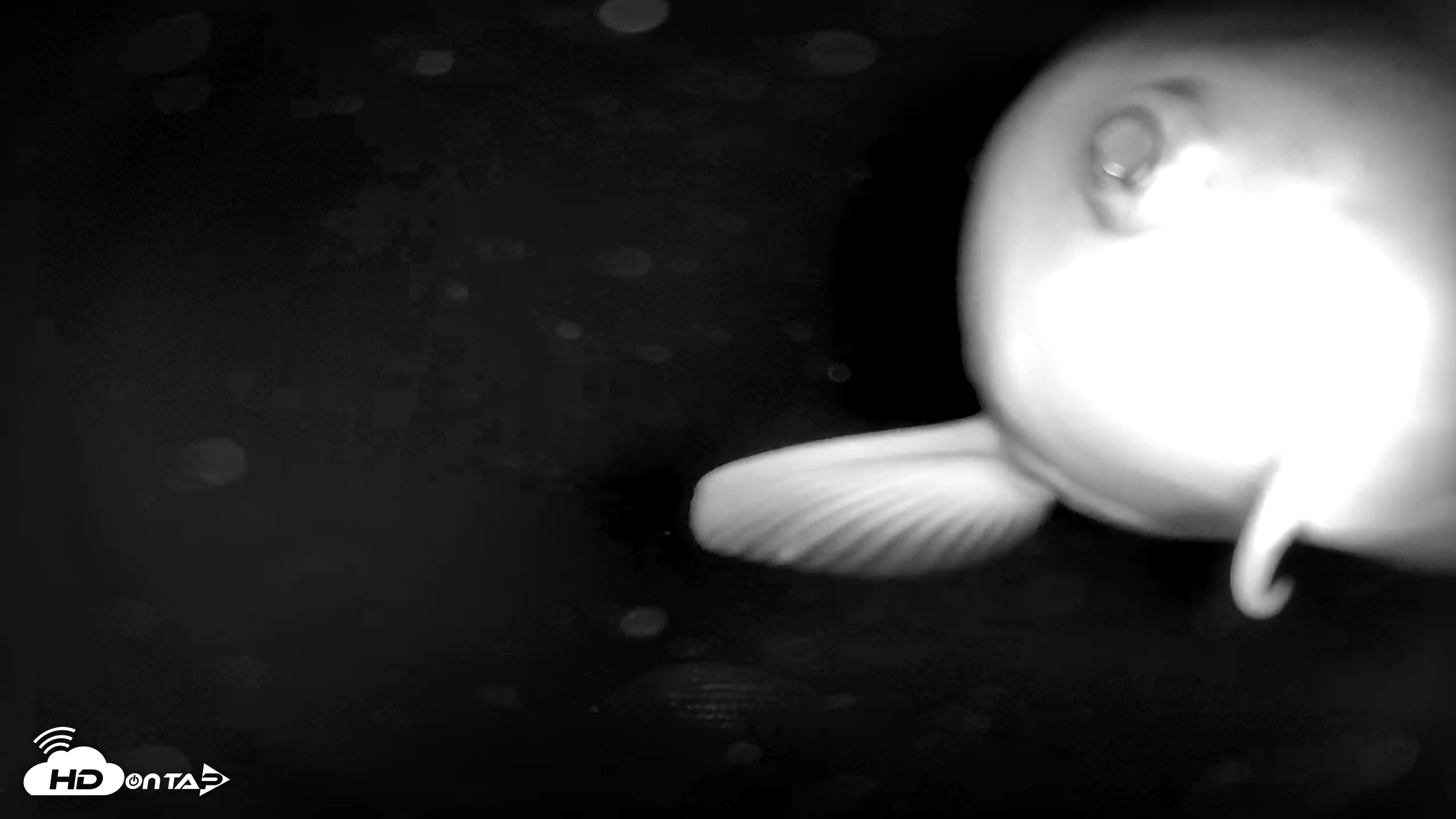 Snapshot of Japanese Koi Pond Live Webcam taken Dec 8, 2025, 2:42am PST