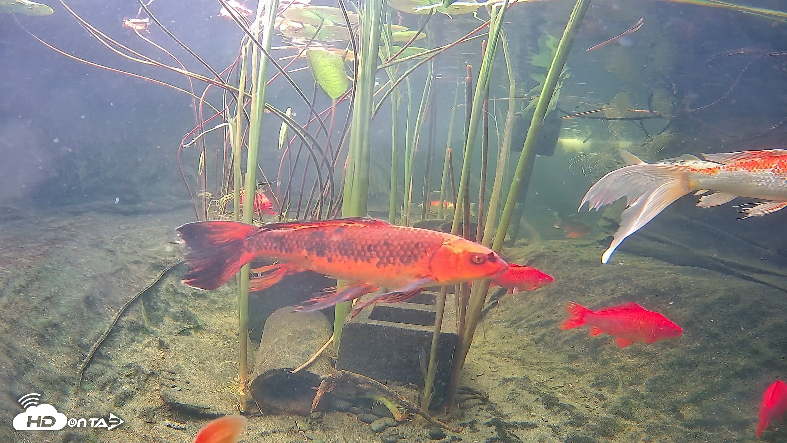 Snapshot of Japanese Koi Pond Live Webcam taken Sep 17, 2026, 9:38am PDT