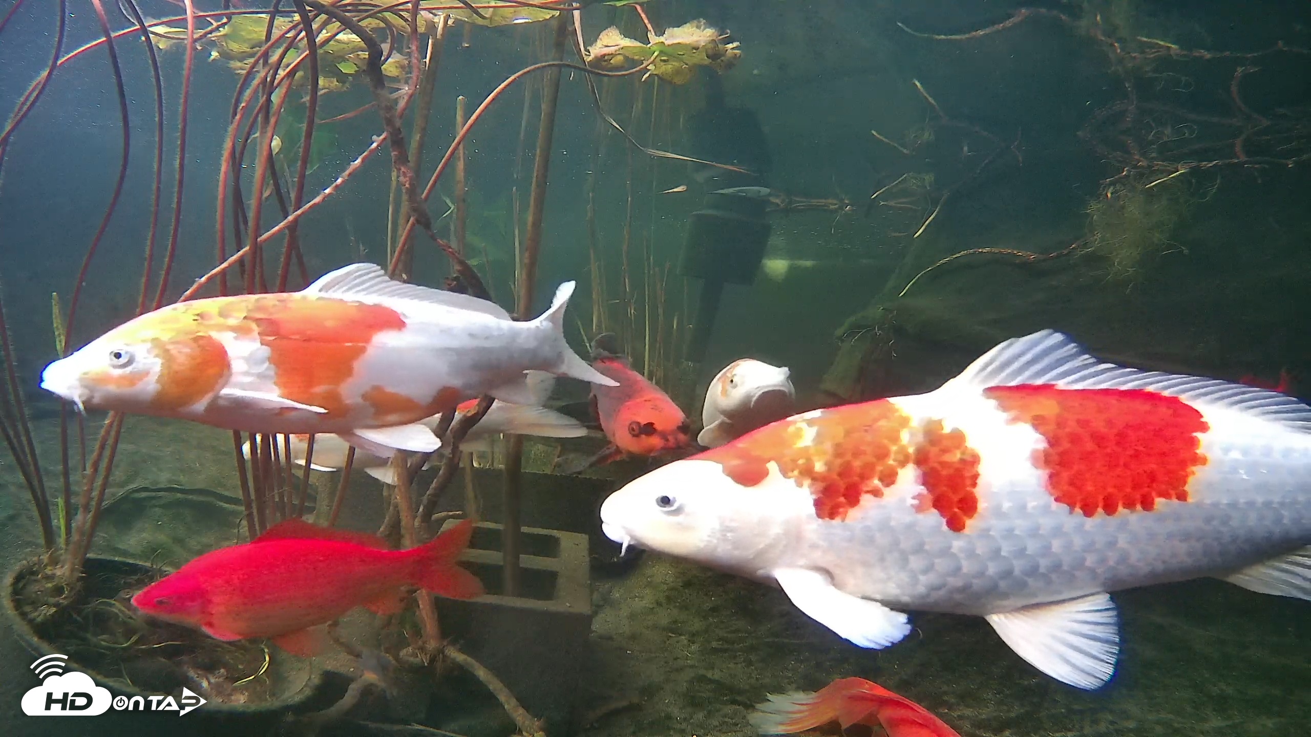 Snapshot of Japanese Koi Pond Live Webcam taken Dec 11, 2025, 3:53pm PST