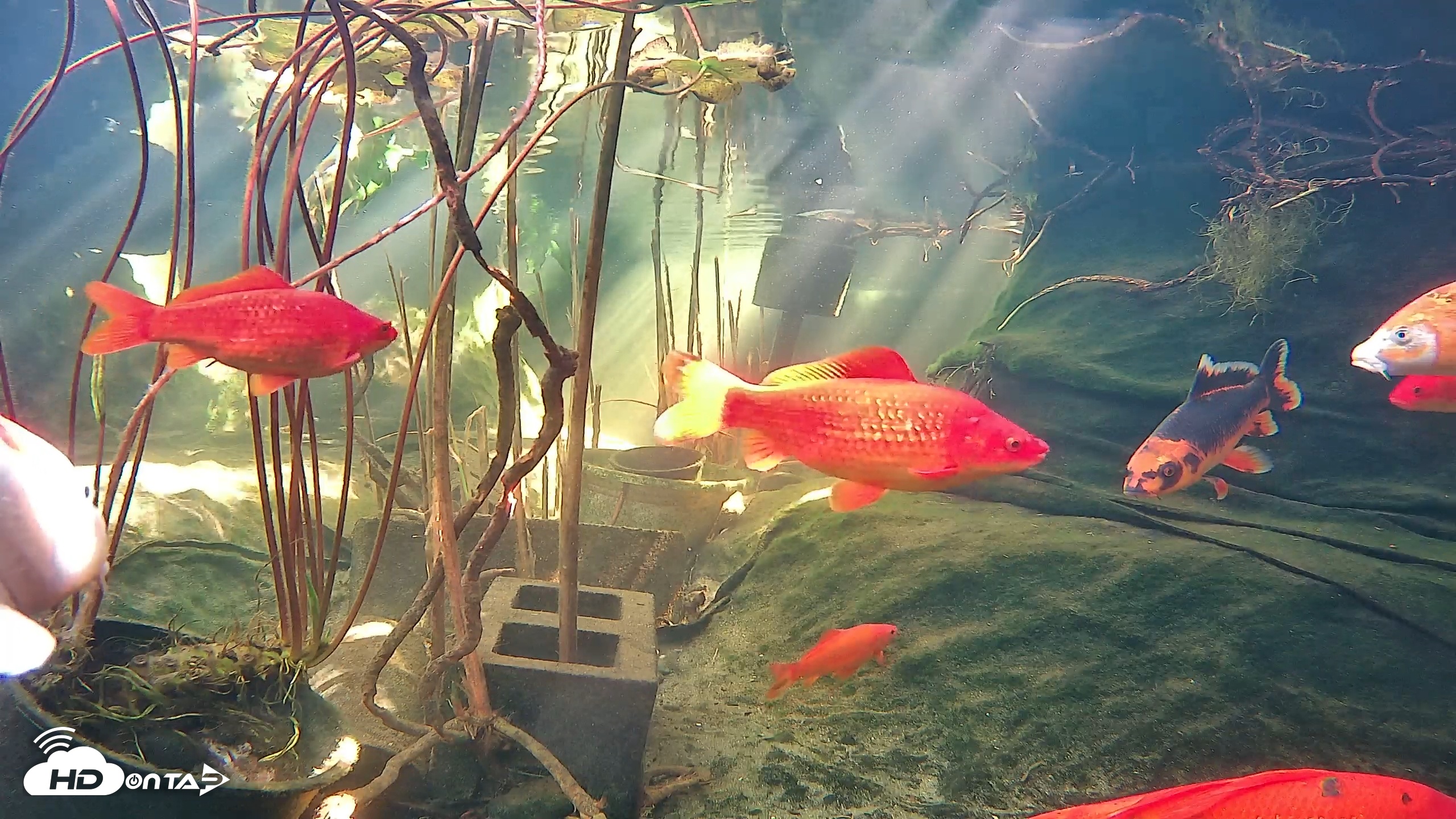 Snapshot of Japanese Koi Pond Live Webcam taken Dec 11, 2025, 12:44pm PST