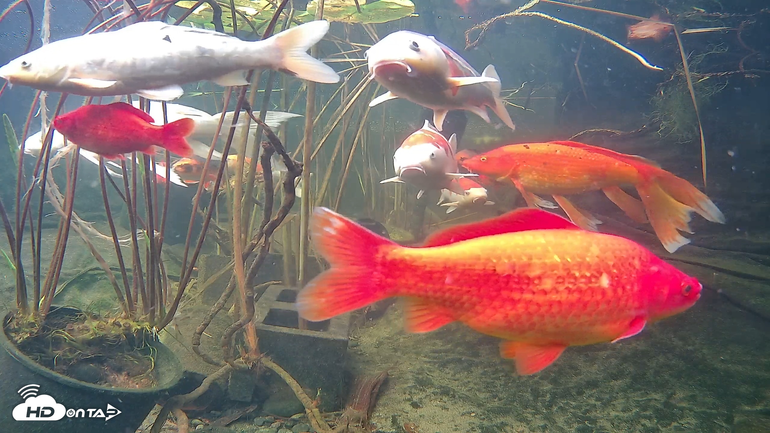 Snapshot of Japanese Koi Pond Live Webcam taken Nov 18, 2025, 3:16pm PST