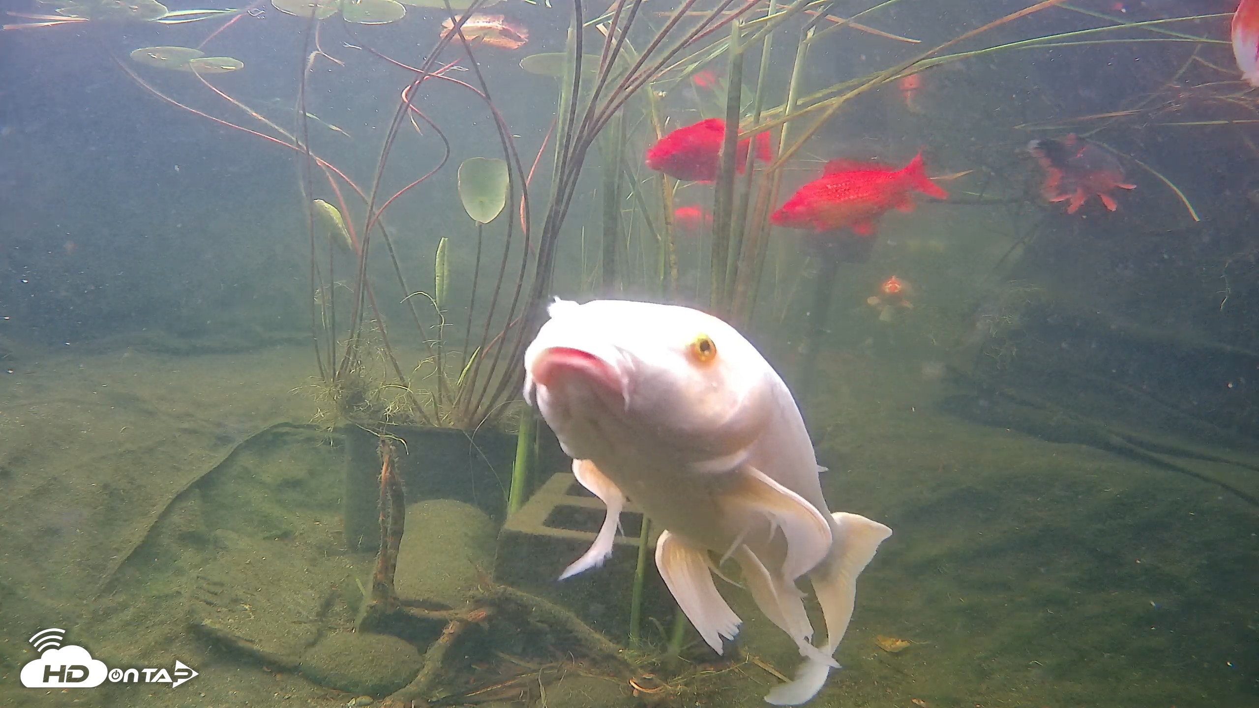 Snapshot of Japanese Koi Pond Live Webcam taken Jul 16, 2026, 7:02am PDT