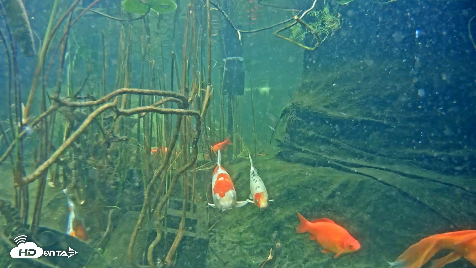 Snapshot of Japanese Koi Pond Live Webcam taken Mar 2, 2025, 1:16pm PST