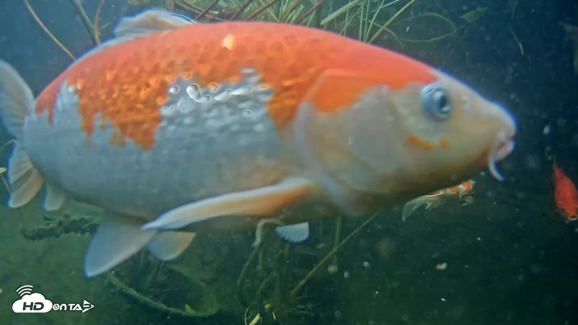 Snapshot of Japanese Koi Pond Live Webcam taken May 21, 2025, 5:59pm PDT