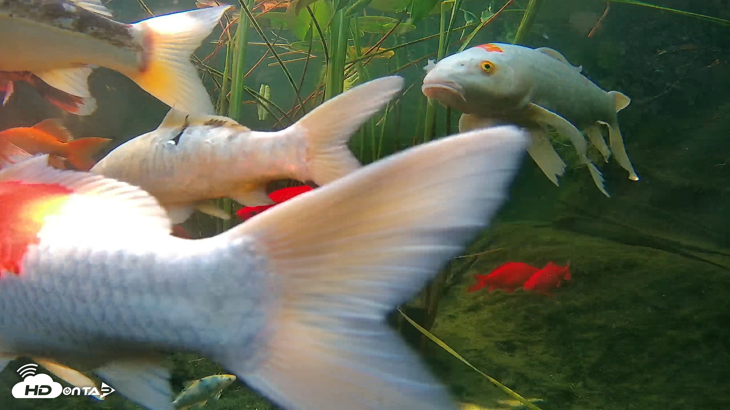 Snapshot of Japanese Koi Pond Live Webcam taken Sep 18, 2026, 3:41pm PDT