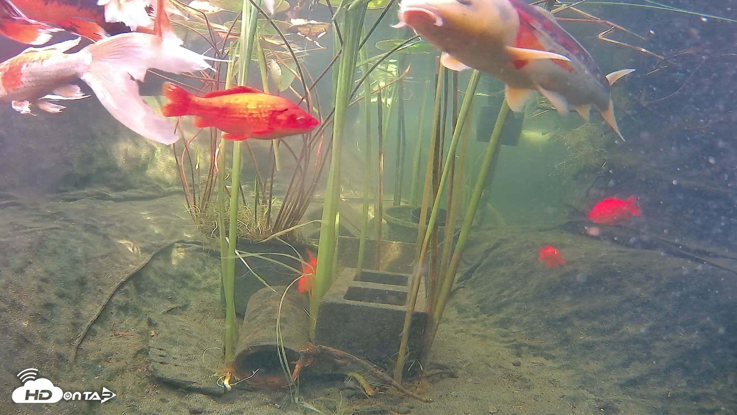Snapshot of Japanese Koi Pond Live Webcam taken Sep 10, 2026, 3:06pm PDT