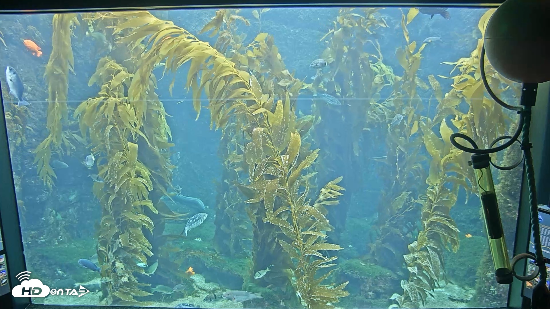 Snapshot of Birch Aquarium Kelp Forest Live Cam taken Jun 19, 2026, 8:42am PDT