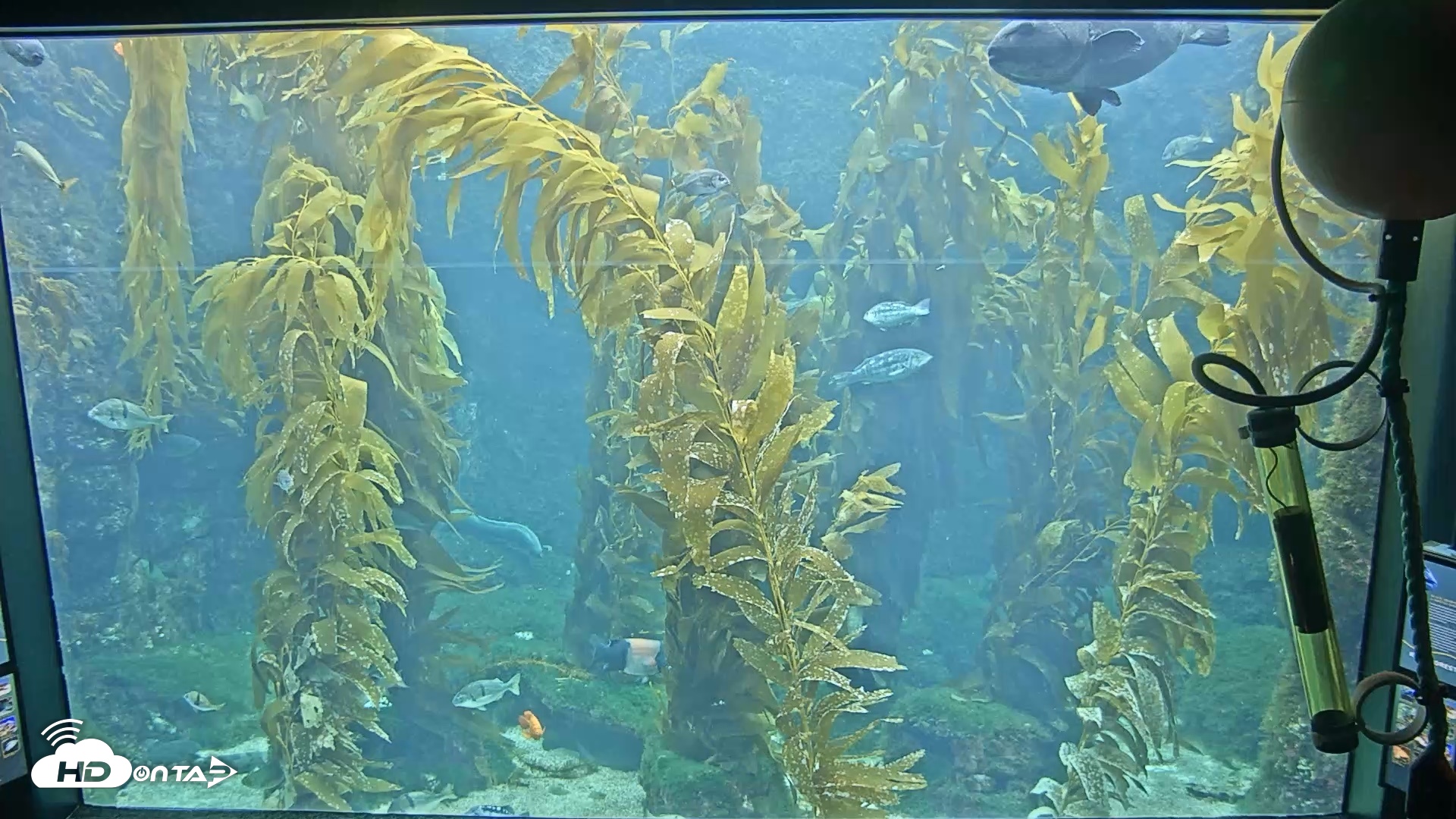 Snapshot of Birch Aquarium Kelp Forest Live Cam taken Jun 19, 2026, 8:42am PDT