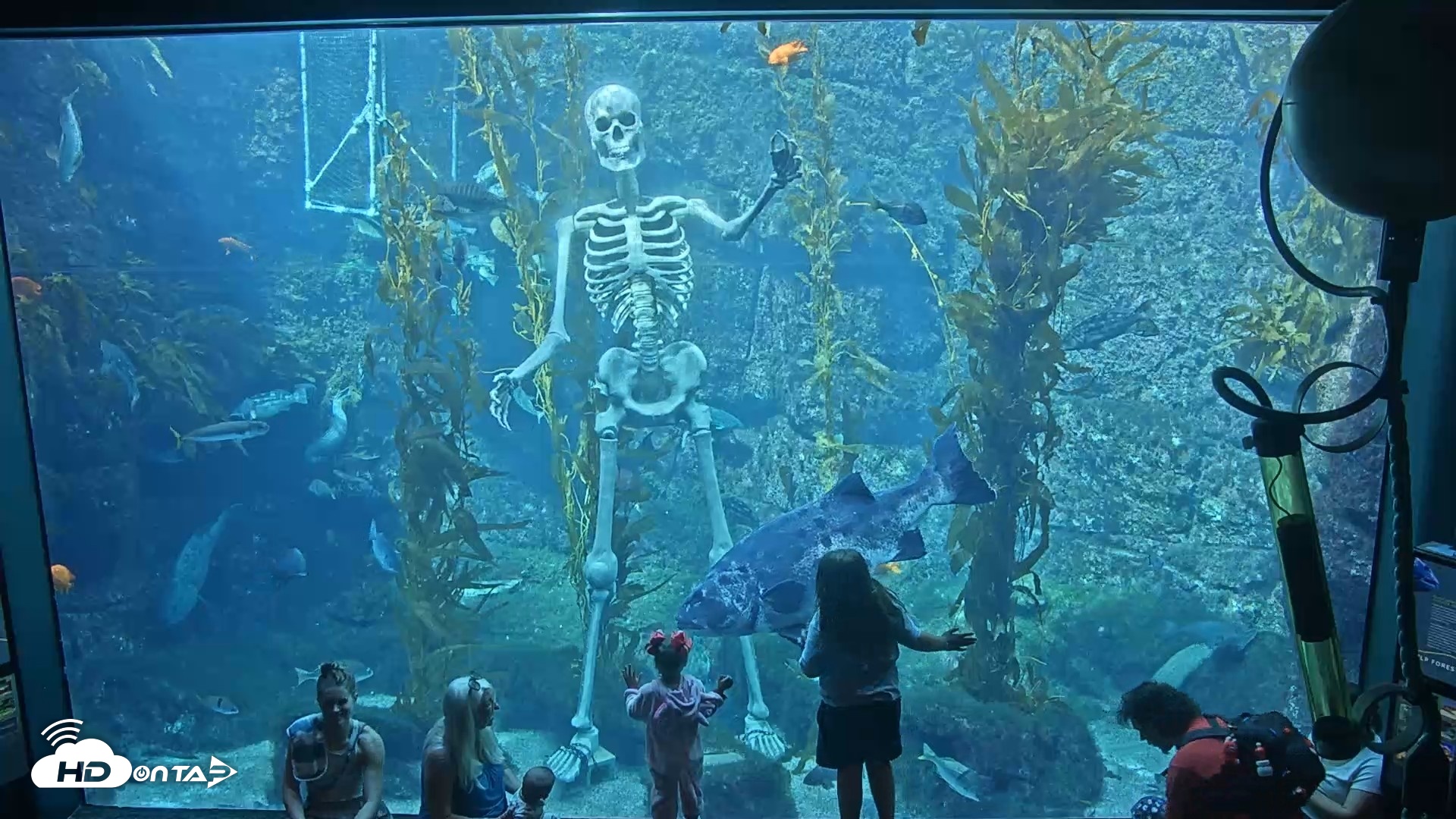 Snapshot of Birch Aquarium Kelp Forest Live Cam taken Oct 21, 2026, 2:06pm PDT