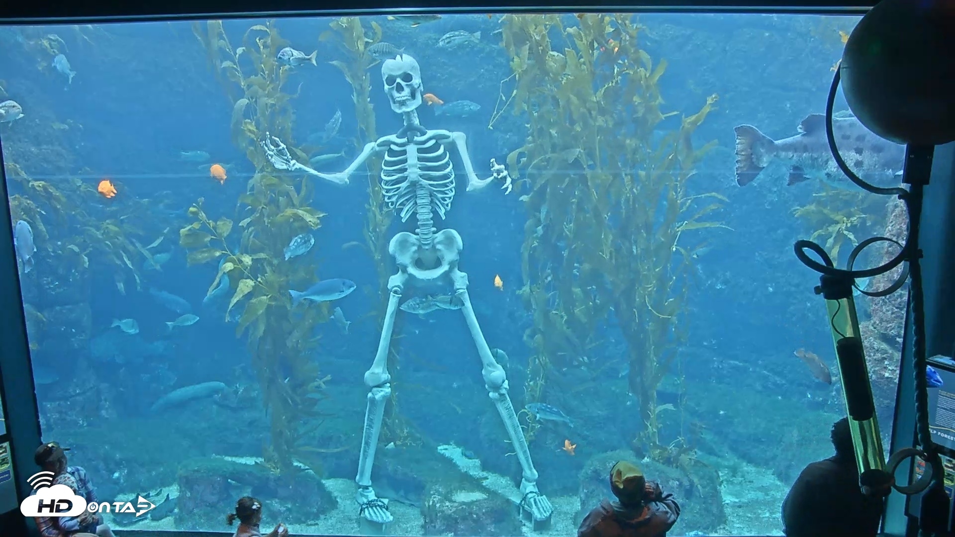 Snapshot of Birch Aquarium Kelp Forest Live Cam taken Oct 11, 2026, 3:44pm PDT