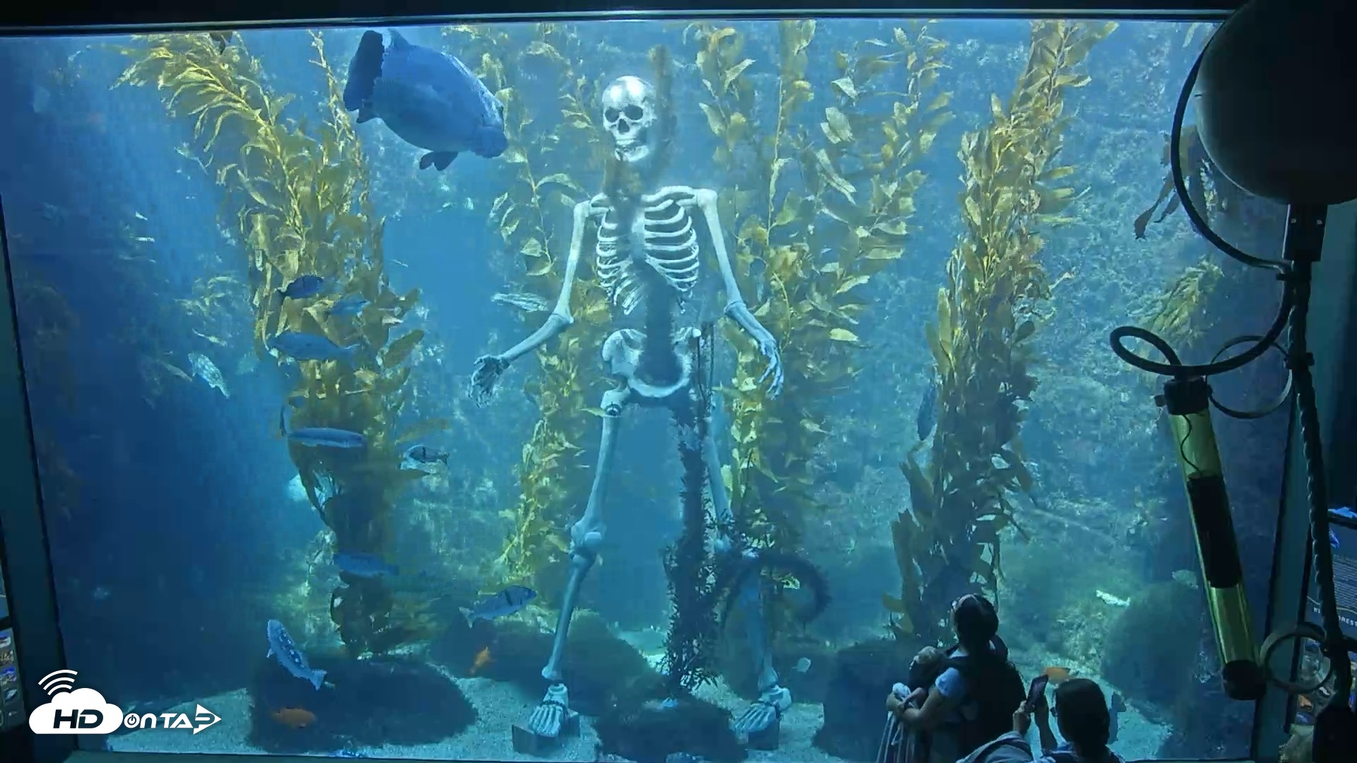 Snapshot of Birch Aquarium Kelp Forest Live Cam taken Oct 2, 2025, 1:25pm PDT