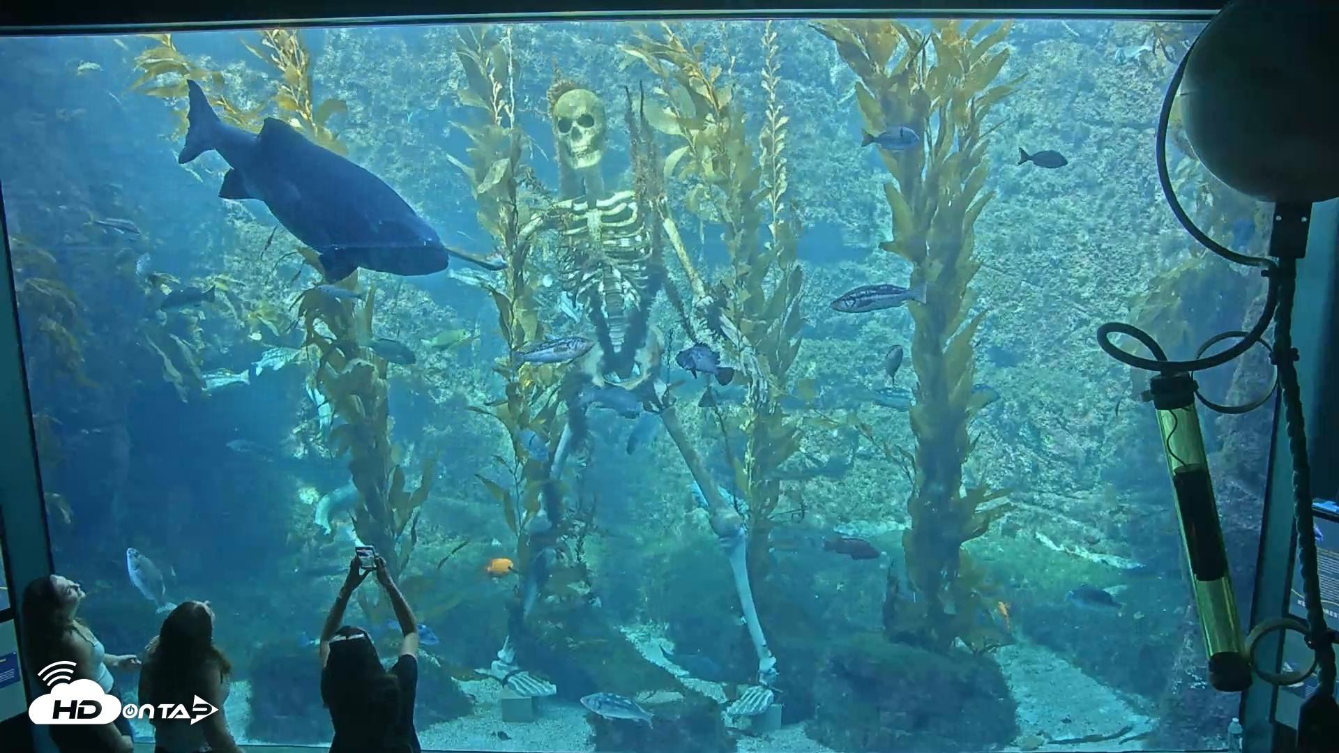 Snapshot of Birch Aquarium Kelp Forest Live Cam taken Oct 27, 2025, 1:26pm PDT