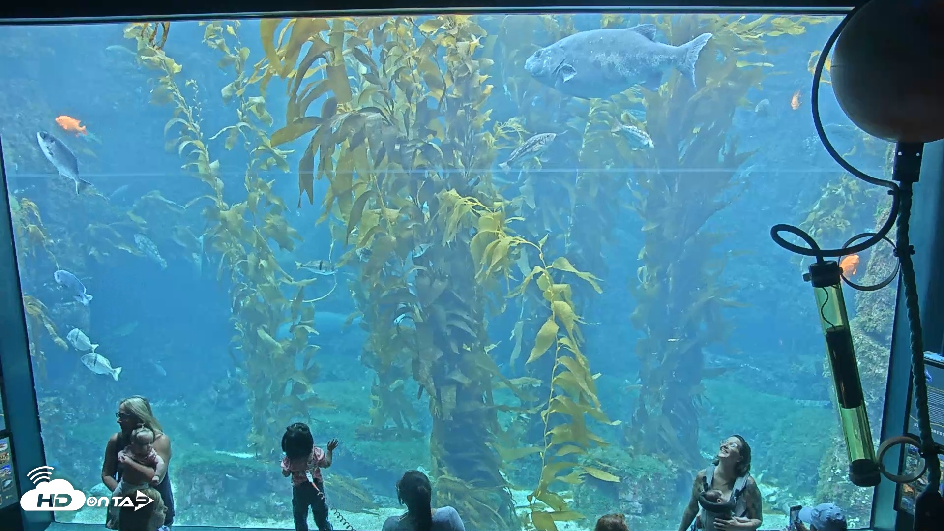 Snapshot of Giant Kelp Forest taken Jun 13, 2025, 2:53pm PDT